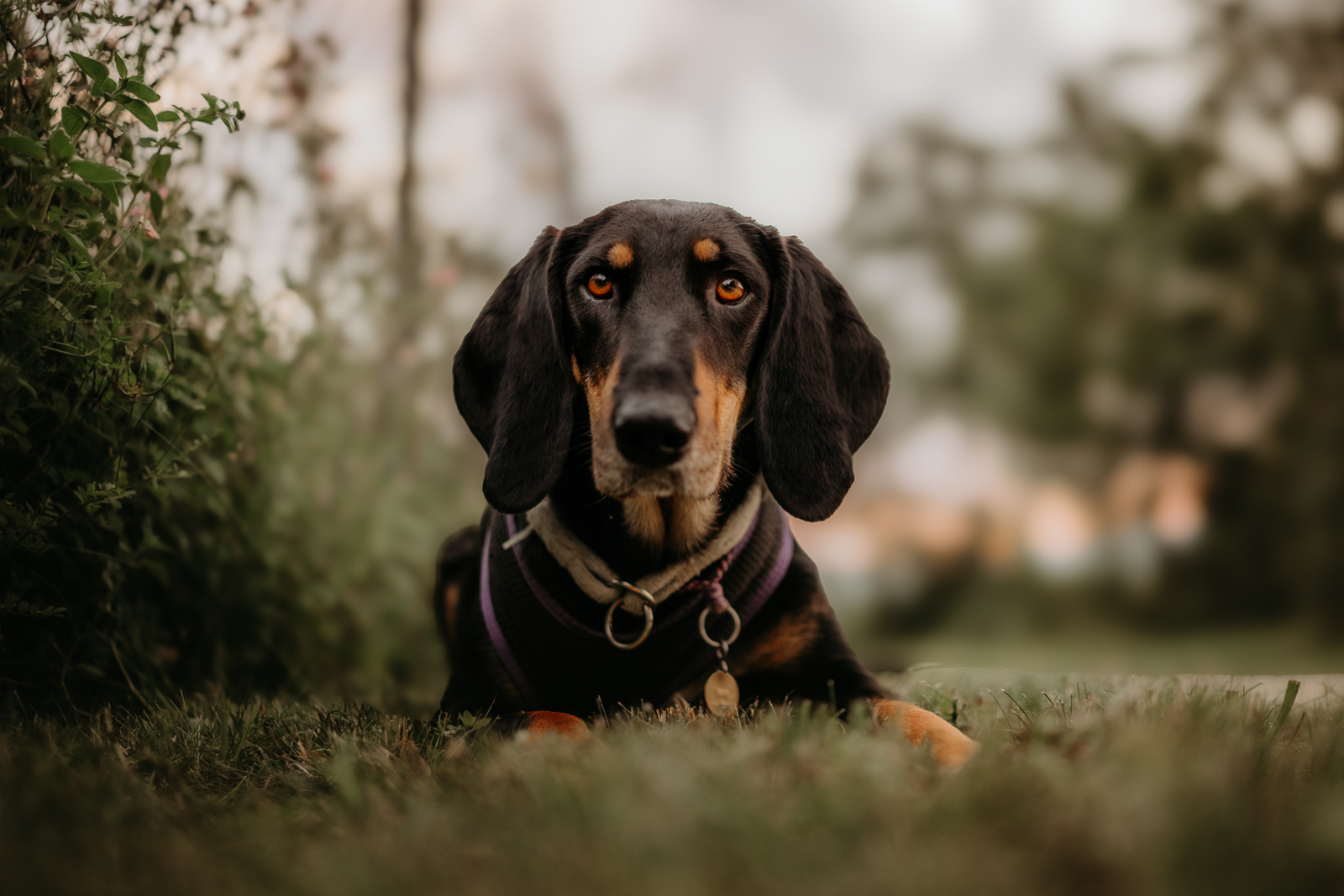 Outdoor Hundefoto im grünen in Solothurn.