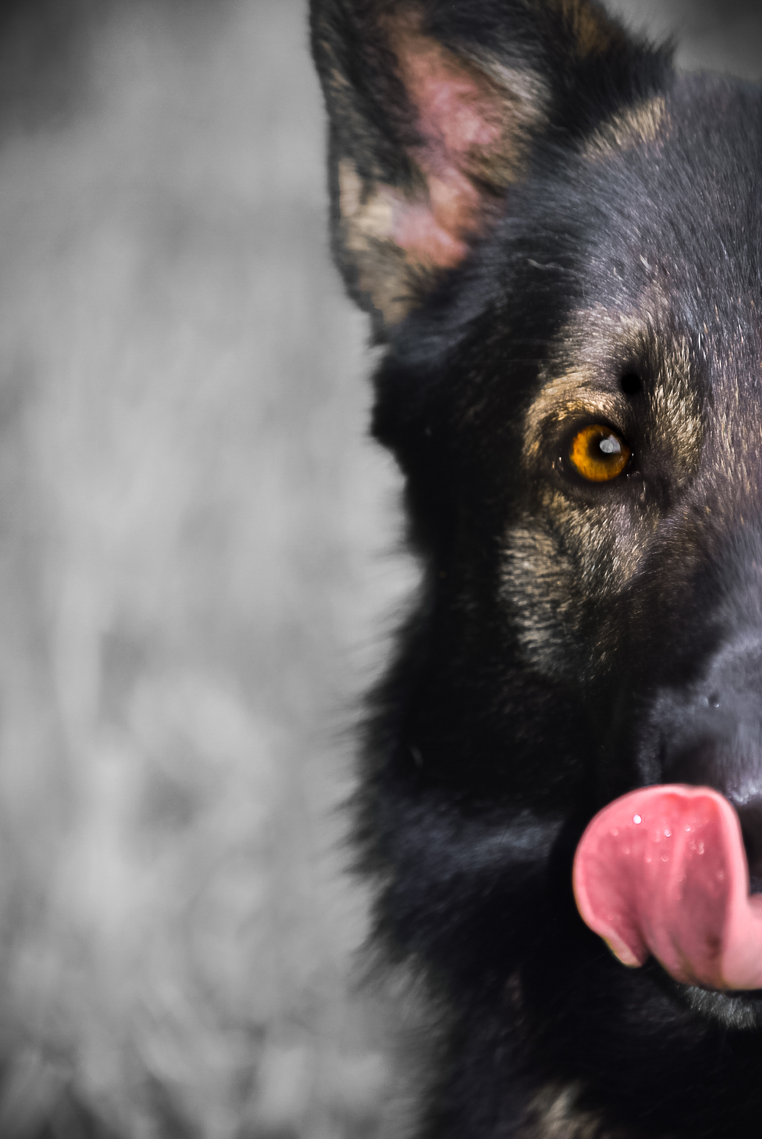 161 - lisamariekurth-hundefotografin-300 Detailaufnahme vom halben Gesicht eines schwarzen Hundes