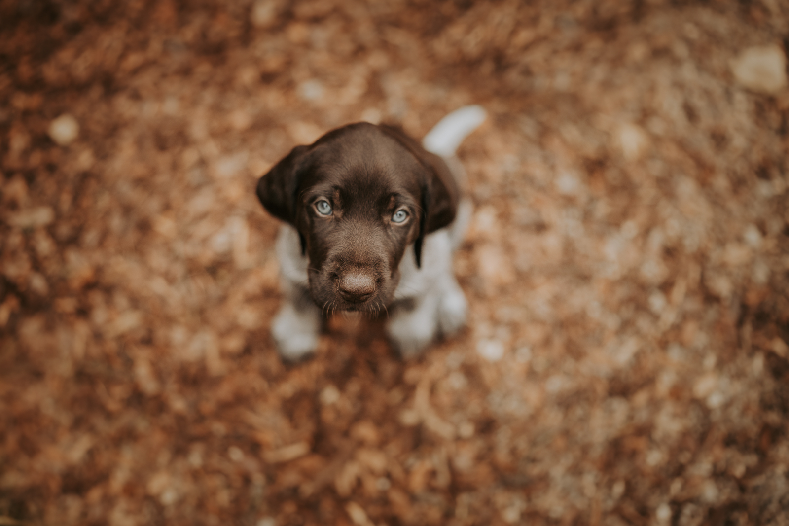 162 - lisamariekurth-hundefotografin-welpen-1 Welpenfotografie in Solothurn: Braunen Welpen beim Männchen machen.
