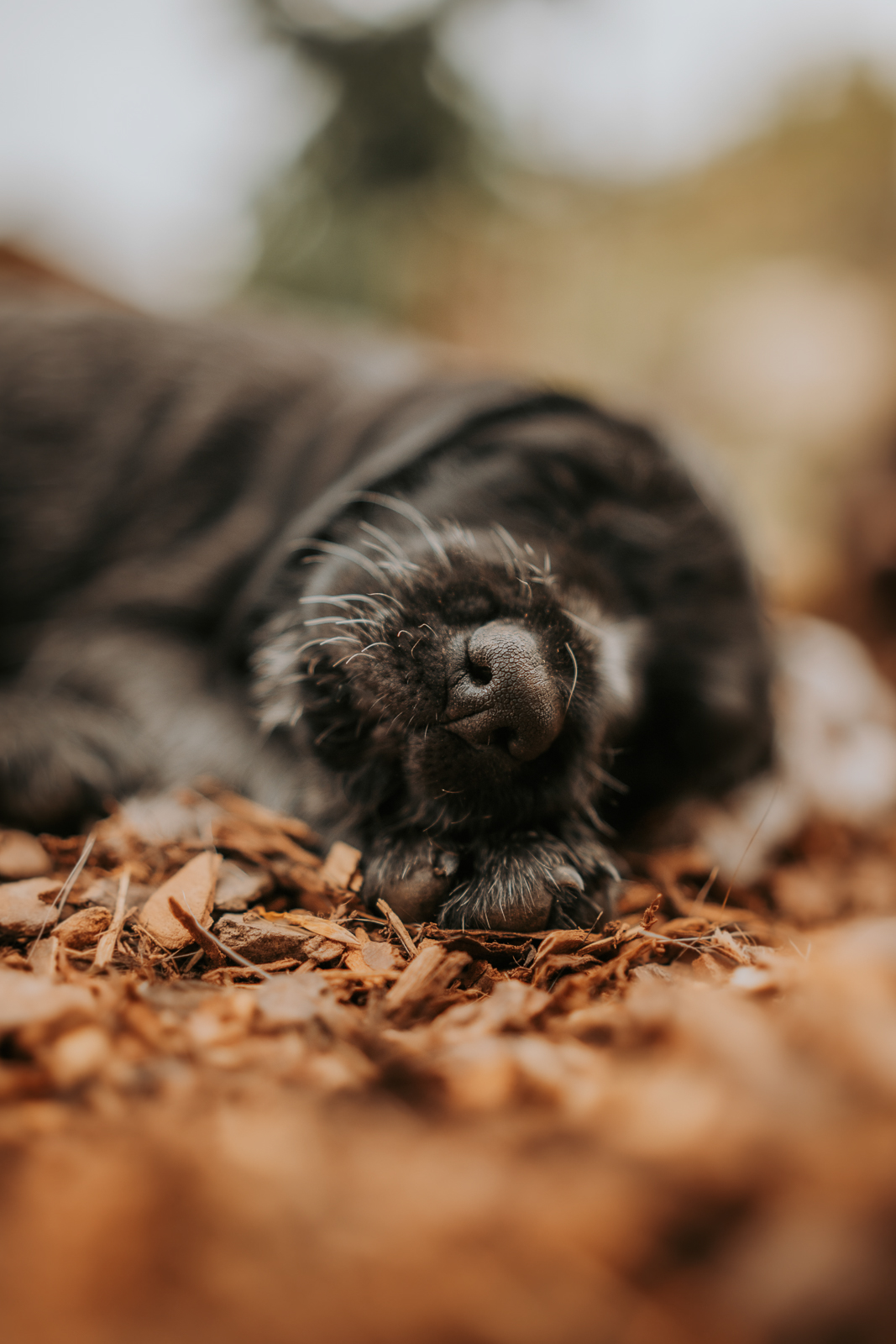 164 - lisamariekurth-hundefotografin-welpen-3 Schlafender Hund auf einem Bett aus Herbstlaub.