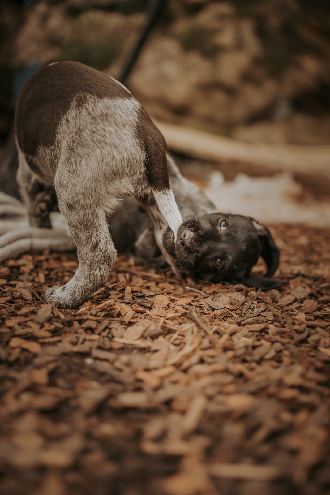 166 - lisamariekurth-hundefotografin-welpen-5 Welpenfotografie in Solothurn: verspielter Welpe im Herbstlaub.