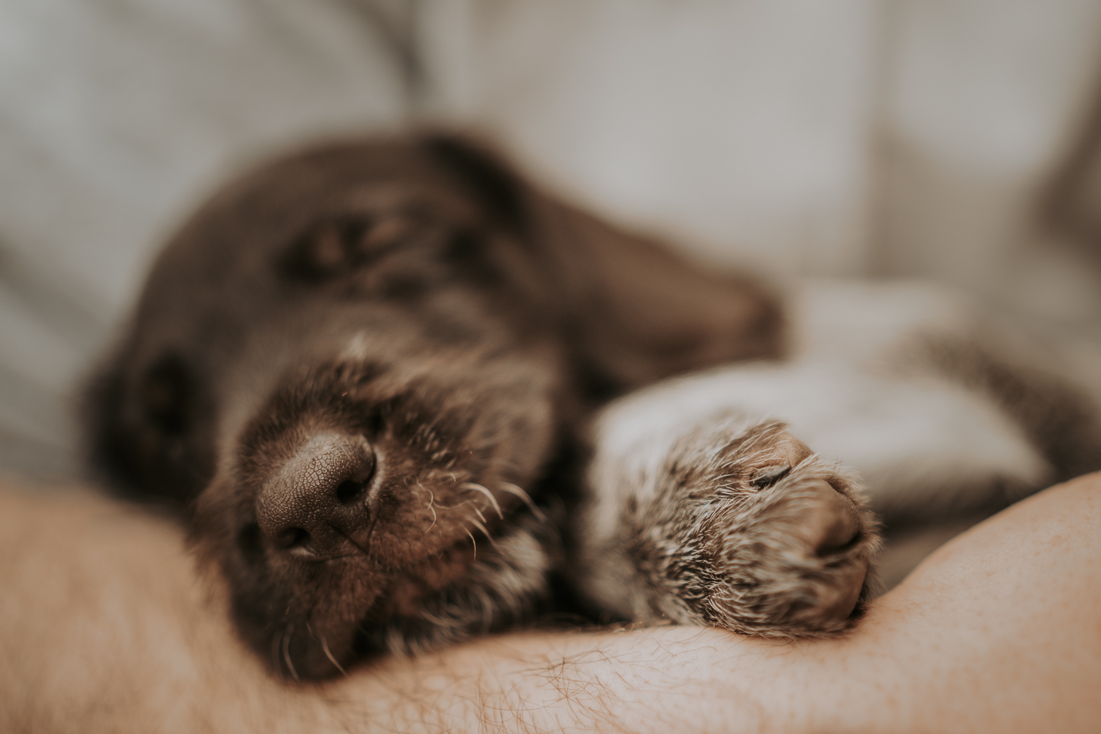 170 - lisamariekurth-hundefotografin-welpen-9 Aufnahme von einem braunen Welpen, schlafend auf den Beinen seines Herrchens während er am Kopf gestreichelt wird.