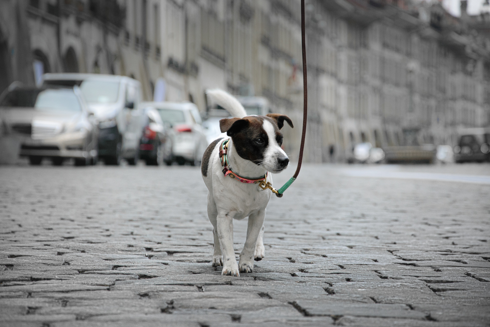 174 - lisamariekurth-hundefotografin-15 Welpenfotografie in Solothurn: Aufnahme eines schwarzen Welpen, sitzend in einem Naturweg.