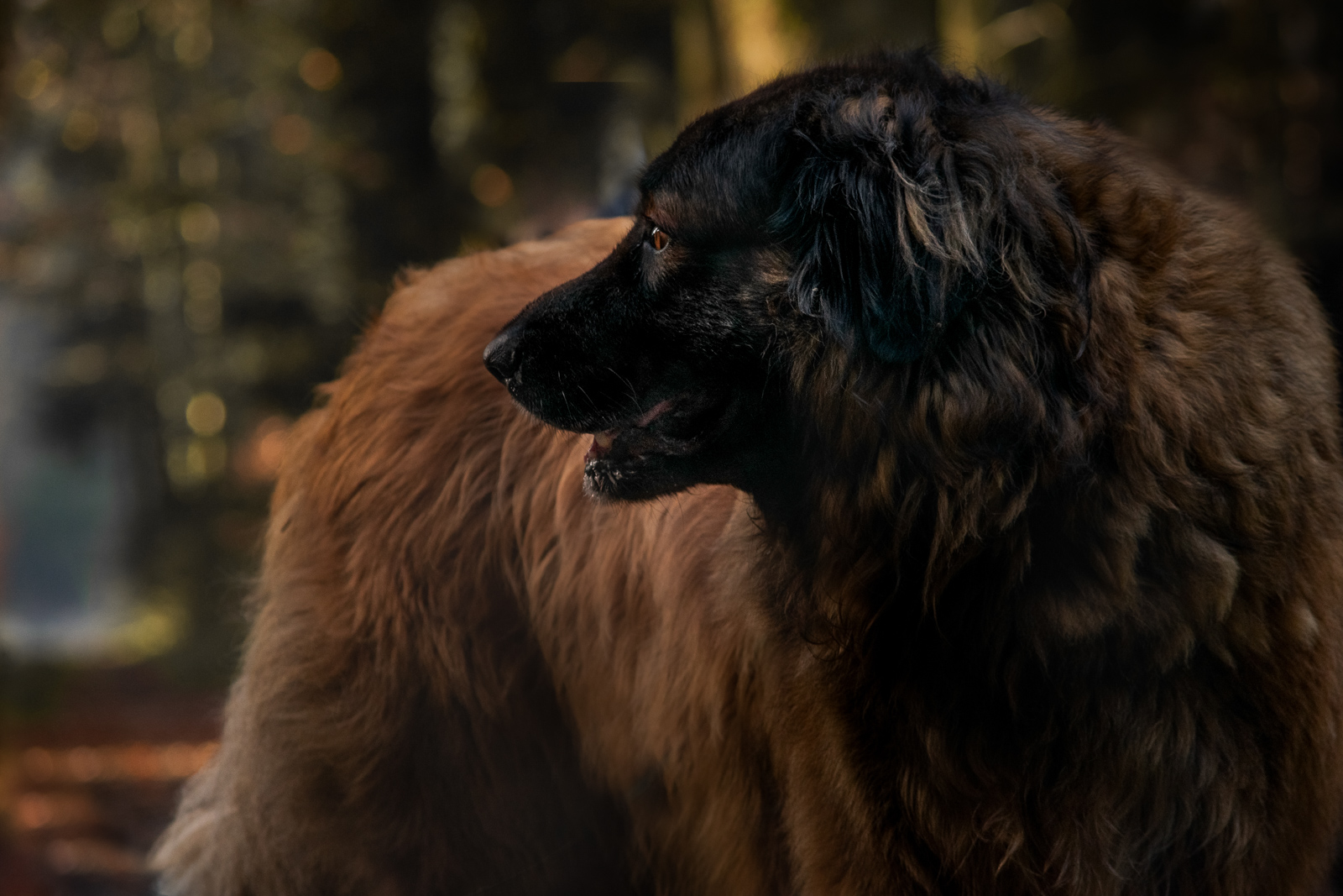 175 - lisamariekurth-hundefotografin-13 Seitliche Aufnahme eines schwarz-braunen Hundes.