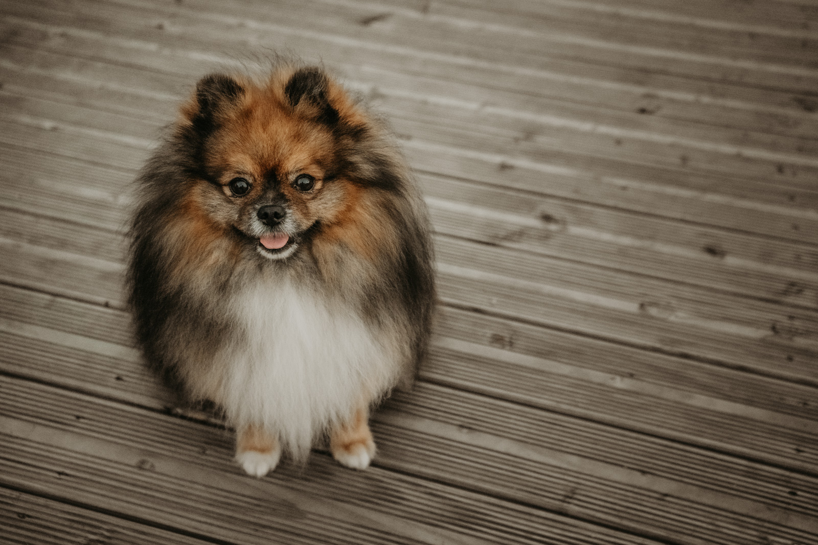 178 - lisamariekurth-hundefotografin-17 Aufnahme eines flauschigen Hundes.