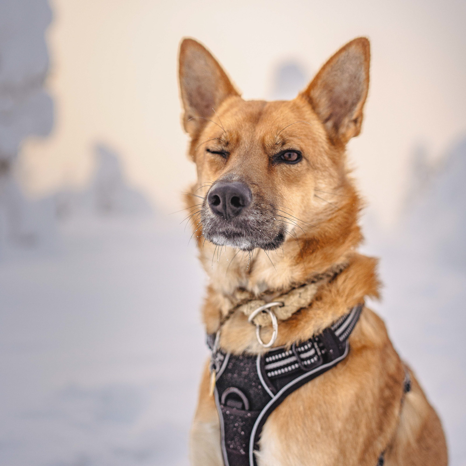 Nahaufnahme von einem, mit einem Auge blinzelnden Hund, in einer Schneelandschaft in Bern.