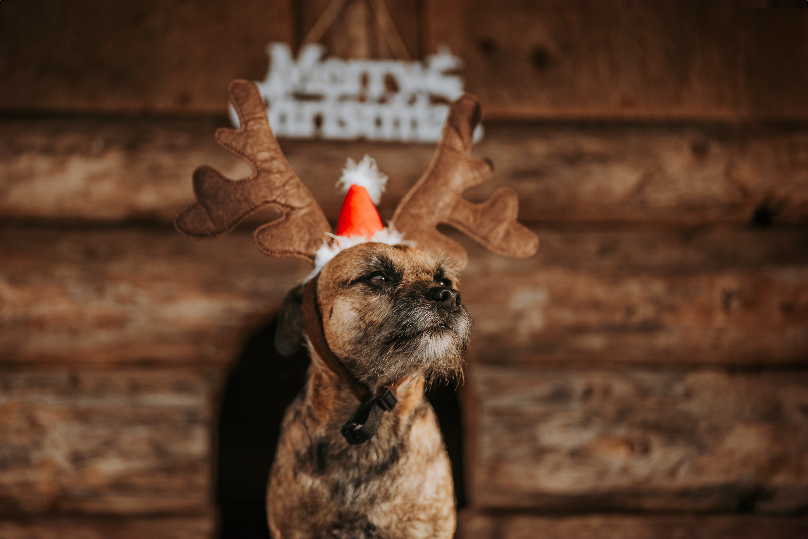 184 - lisamariekurth-hundefotografin-weihnachten-180 Hundefotografie zu Weihnachten: brauner Hund mit Stoff-Elchgeweih auf dem Kopf