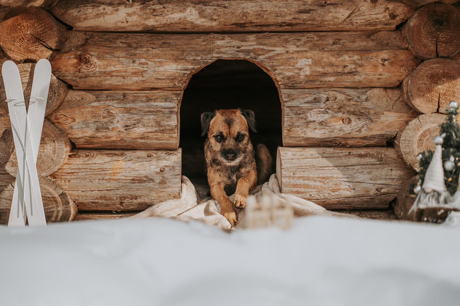 186 - lisamariekurth-hundefotografin-weihnachten-182 Hundefotografie zu Weihnachten: Hund liegend in einer Holzhütte, mit kleinen weissen Ski an der Wand