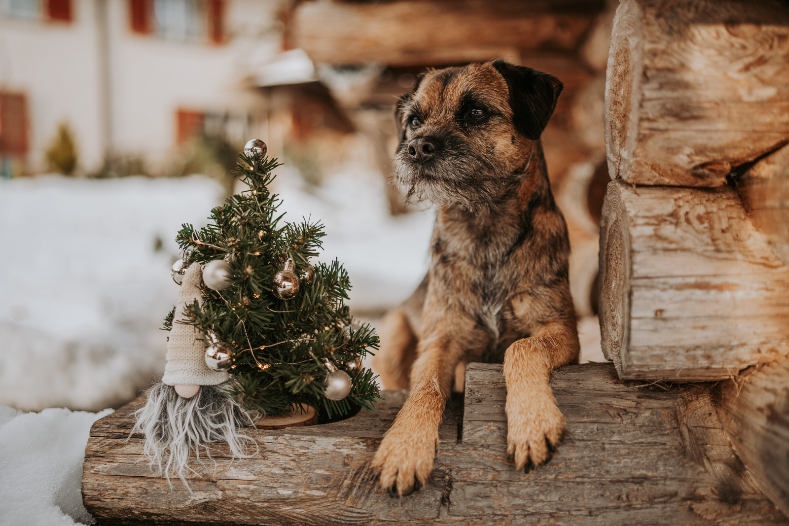 196 - lisamariekurth-hundefotografin-weihnachten-192 Hundefotografie zu Weihnachten: Hund liegend vor einer Holzhütte.