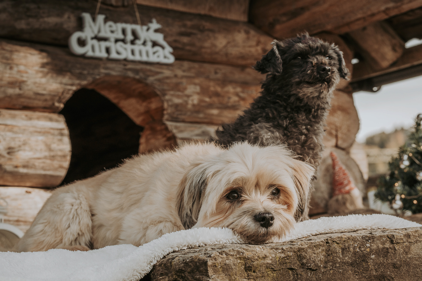 202 - lisamariekurth-hundefotografin-weihnachten-198 Hundefotografie zu Weihnachten: zwei Hunde gemeinsam liegend und sitzend vor einer weihnachtliche aussehenden Holzhütte.