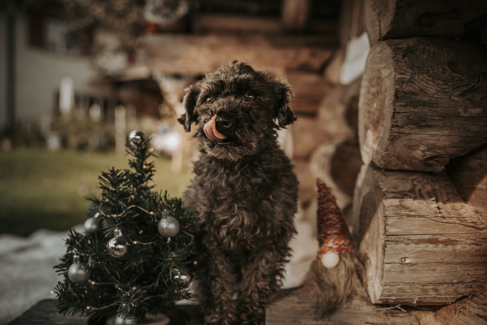 204 - lisamariekurth-hundefotografin-weihnachten-200 Hundefotografie zu Weihnachten: Hund liegend vor einer Holzhütte.