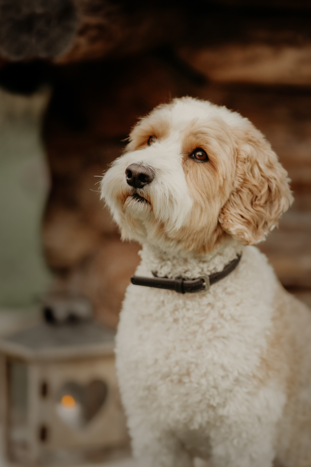 206 - lisamariekurth-hundefotografin-weihnachten-202 Hundefotografie zu Weihnachten: Hund liegend vor einer Holzhütte.