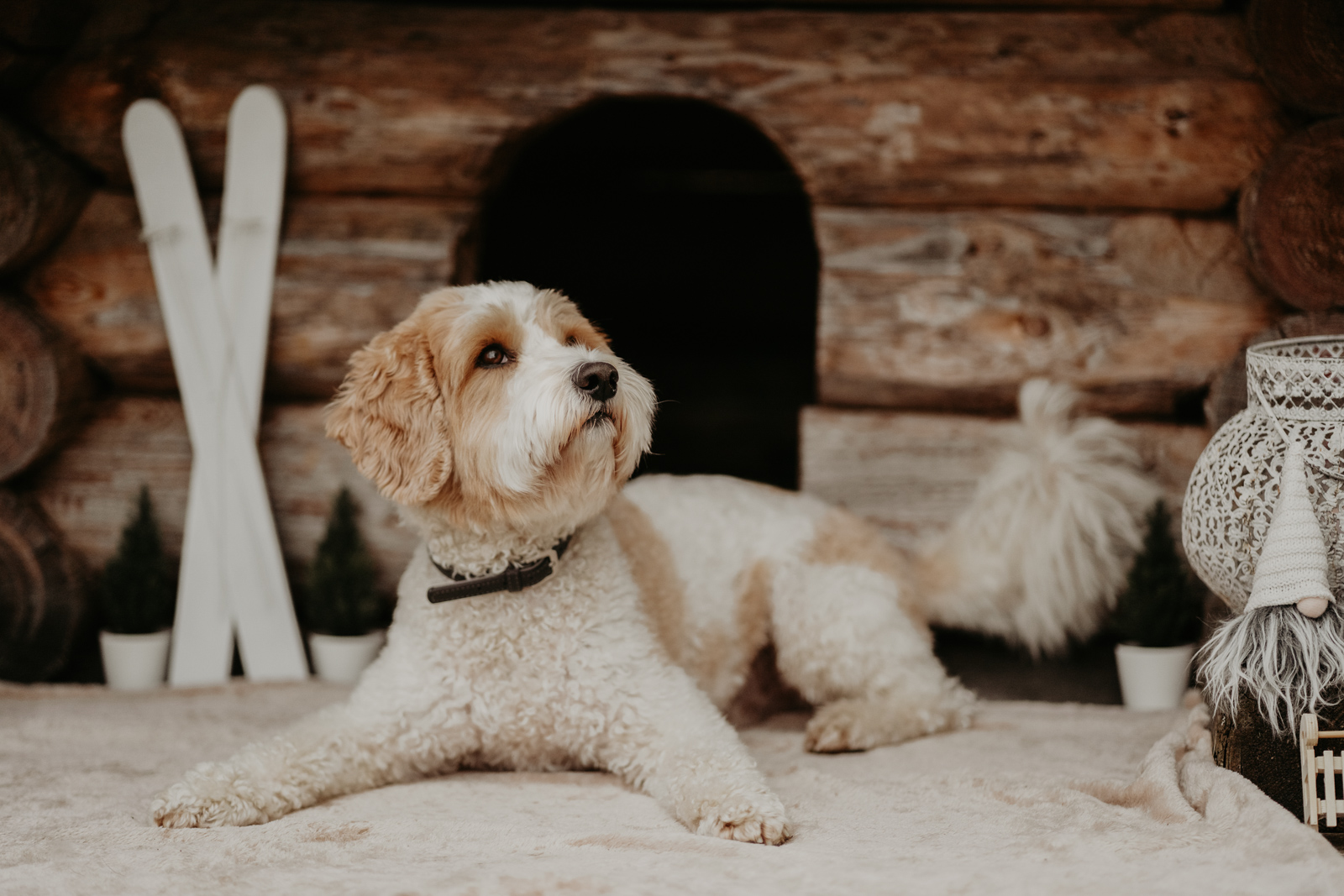 208 - lisamariekurth-hundefotografin-weihnachten-204 Hundefotografie zu Weihnachten: Hund liegend vor einer Holzhütte, mit kleinen weissen Ski an der Wand