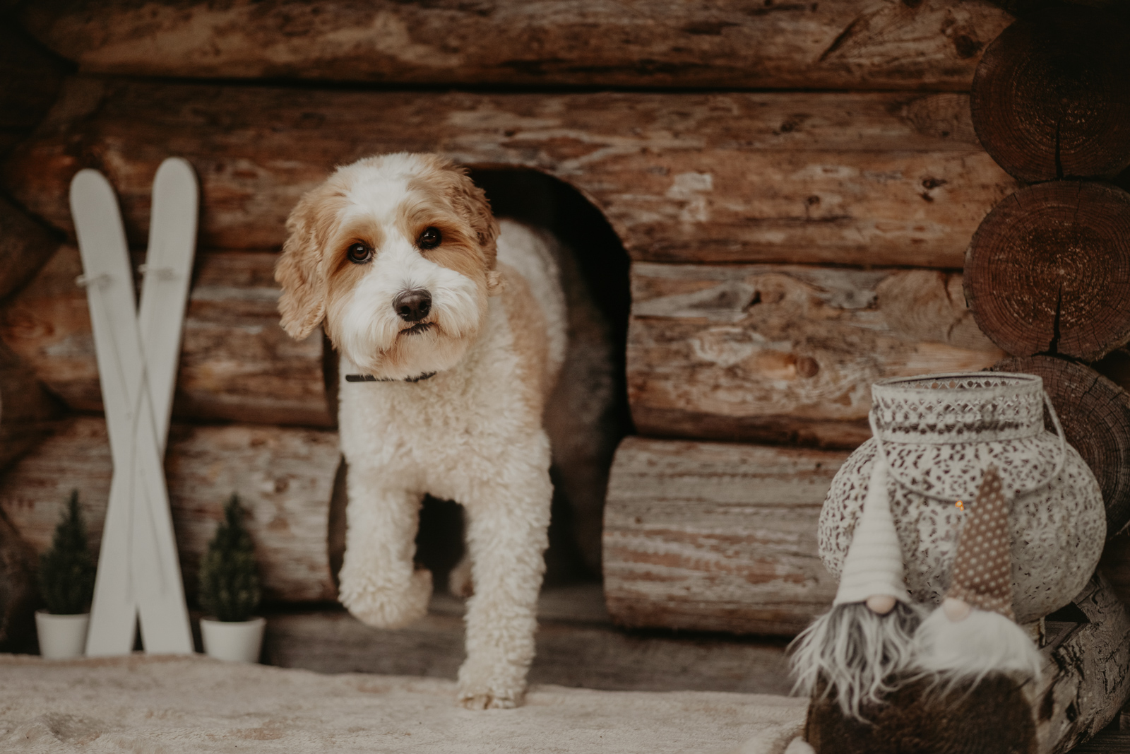 209 - lisamariekurth-hundefotografin-weihnachten-205 Hundefotografie zu Weihnachten: Hund liegend vor einer Holzhütte, mit kleinen weissen Ski an der Wand