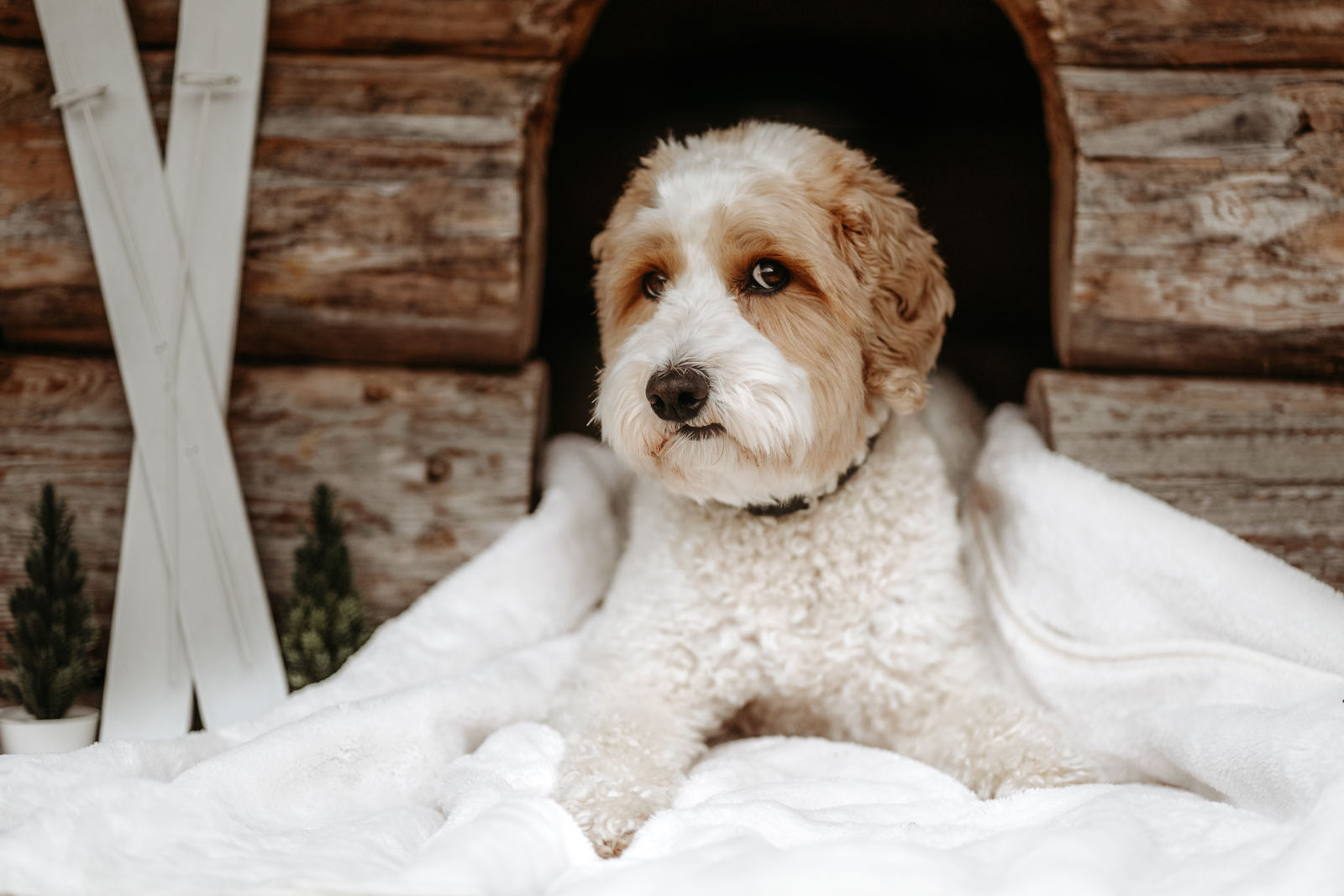 214 - lisamariekurth-hundefotografin-weihnachten-210 Hundefotografie zu Weihnachten: Hund liegend vor einer Holzhütte, mit kleinen weissen Ski an der Wand