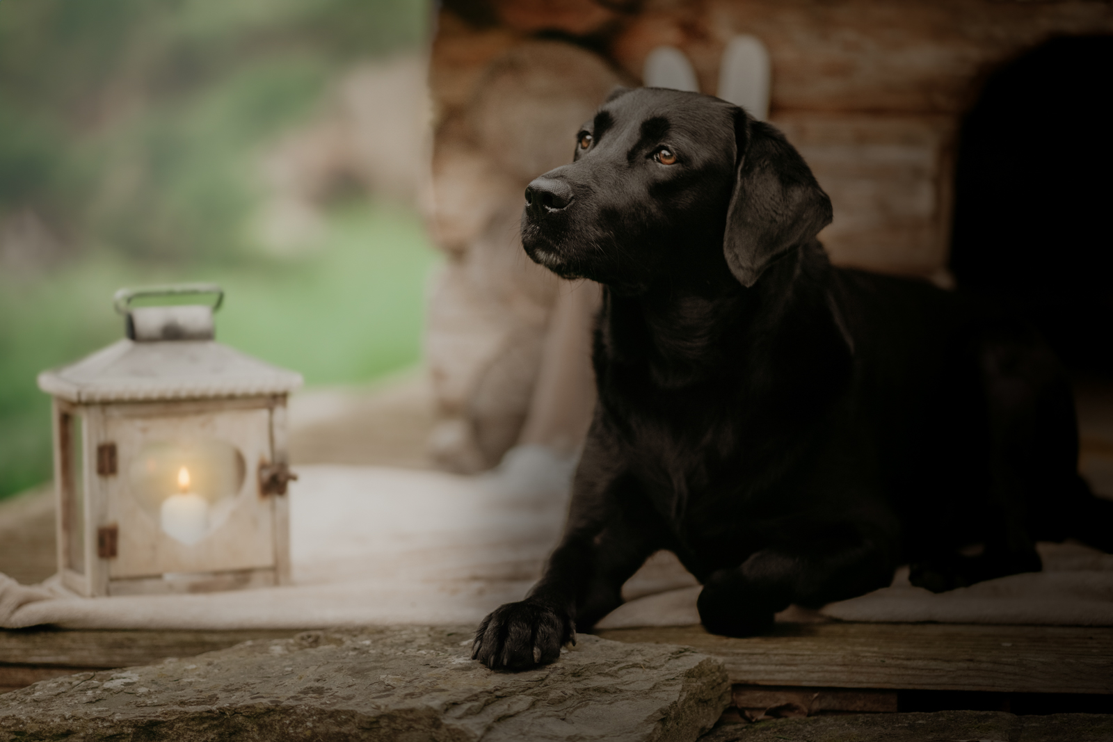 219 - lisamariekurth-hundefotografin-weihnachten-215 Hundefotografie zu Weihnachten: Hund liegend vor einer Holzhütte, mit kleinen weissen Ski an der Wand