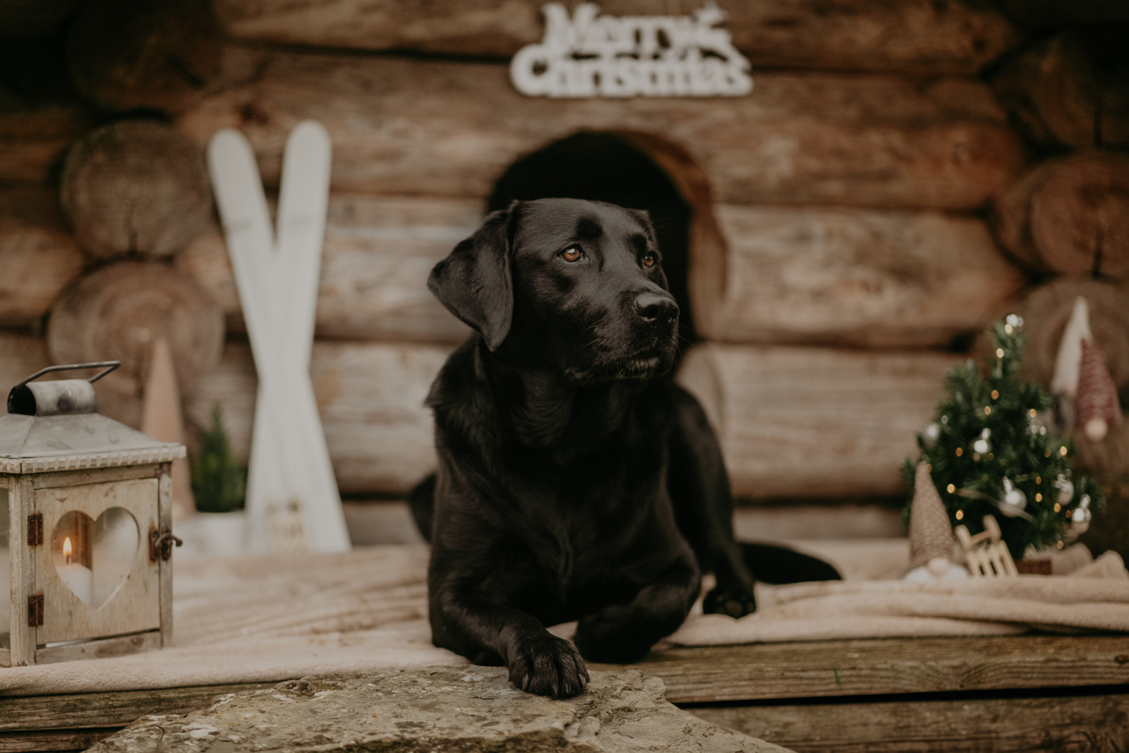 220 - lisamariekurth-hundefotografin-weihnachten-216 Hundefotografie zu Weihnachten: Hund liegend vor einer Holzhütte, mit kleinen weissen Ski an der Wand