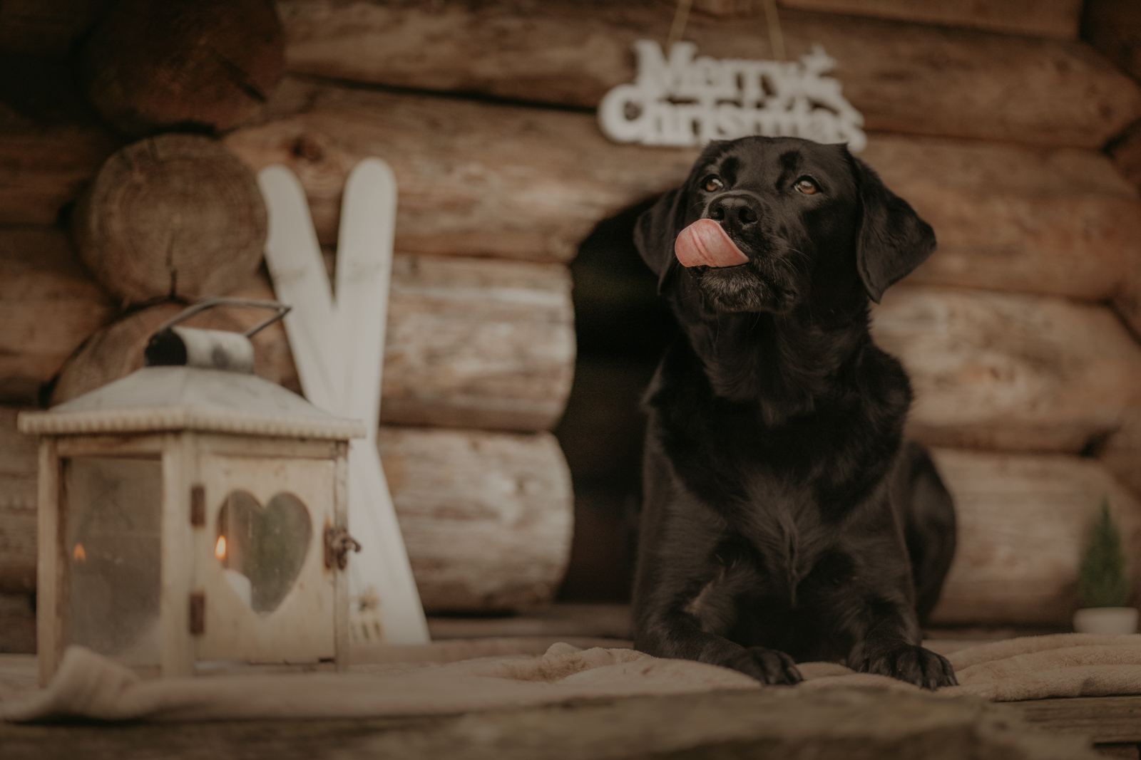 223 - lisamariekurth-hundefotografin-weihnachten-219 Hundefotografie zu Weihnachten: Labrador vor einer weihnachtlich aussehenden Holzhütte.
