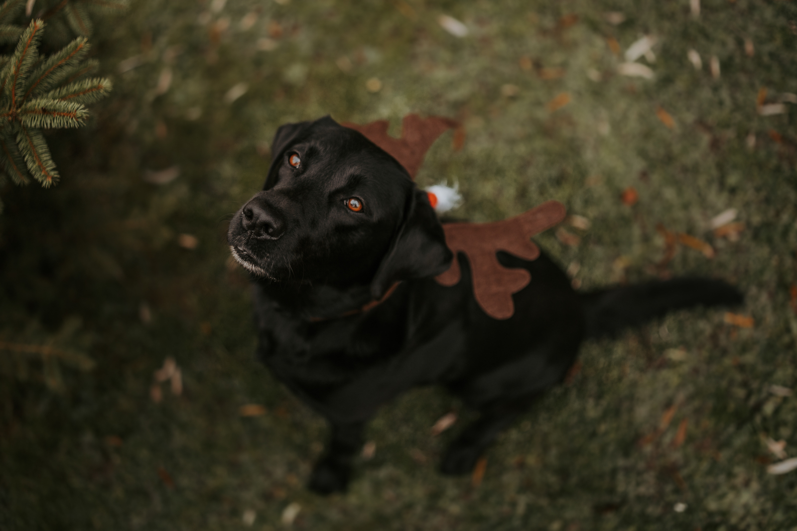 225 - lisamariekurth-hundefotografin-weihnachten-221 Hundefotografie zu Weihnachten: Hund mit Stoff-Elchgeweih auf dem Kopf