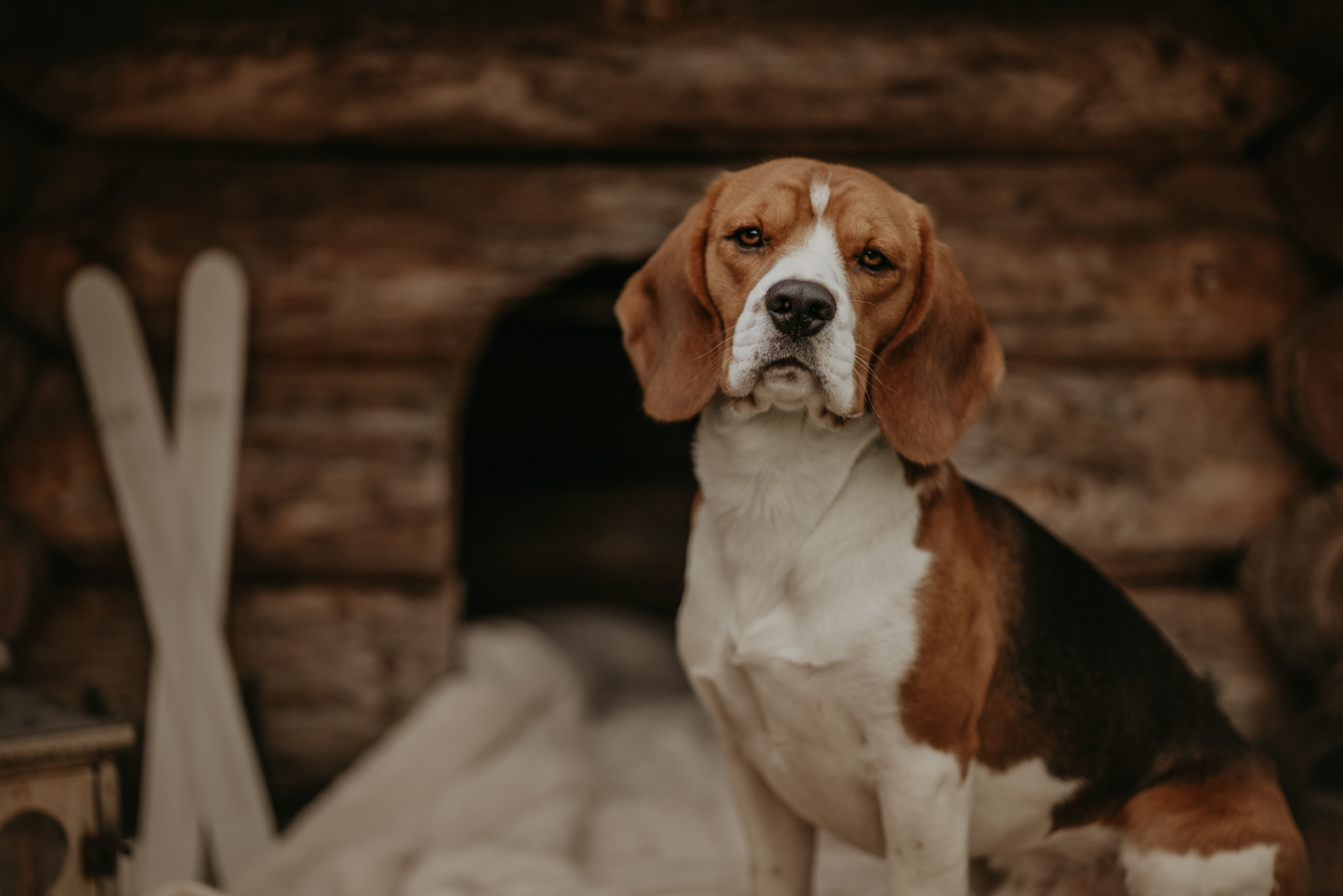 229 - lisamariekurth-hundefotografin-weihnachten-225 Hundefotografie zu Weihnachten: Hund liegend vor einer Holzhütte, mit kleinen weissen Ski an der Wand