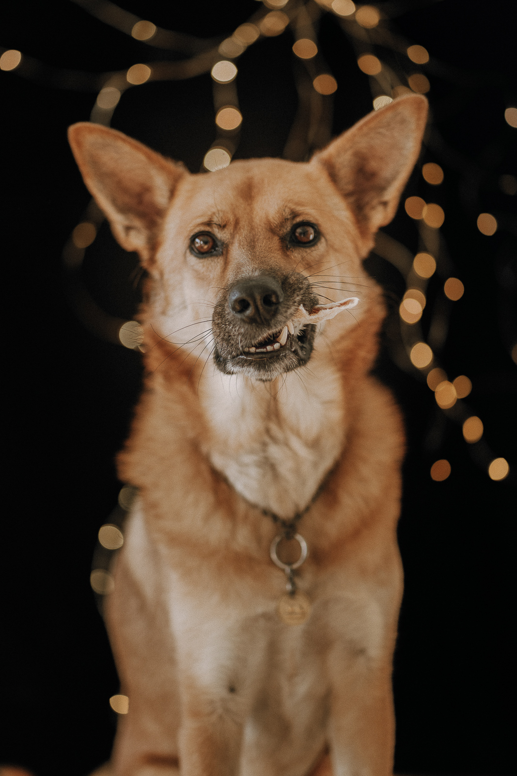 37 - lisamariekurth-hundefotografin-21 Hundefotografie: Hund mit Kau-knochen im Mund.