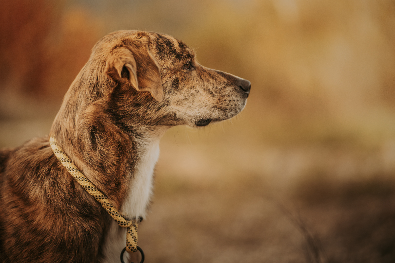 Seitliche Aufnahme eines Hundes in herbstlicher Umgebung