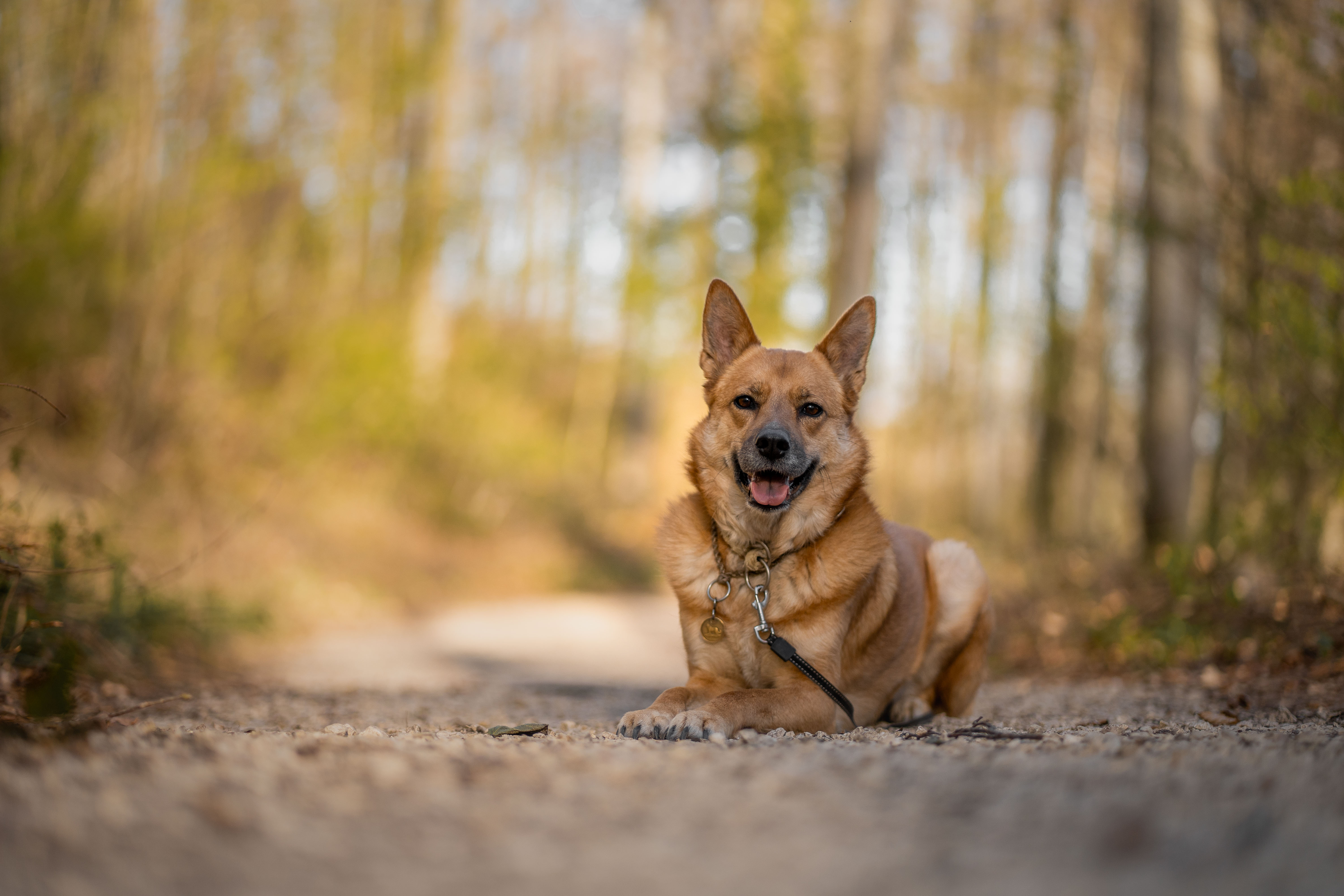 fotografie-lisa-marie-kurth-fotografin-schweiz-attiswil-blende-iso-belichtungszeit-blog-1 Brauner Hund liegt entspannt auf einem Waldweg und schaut in die Kamera, unscharfer Hintergrund mit Bokeh – Beispiel für gelungene Outdoor-Hundefotografie.