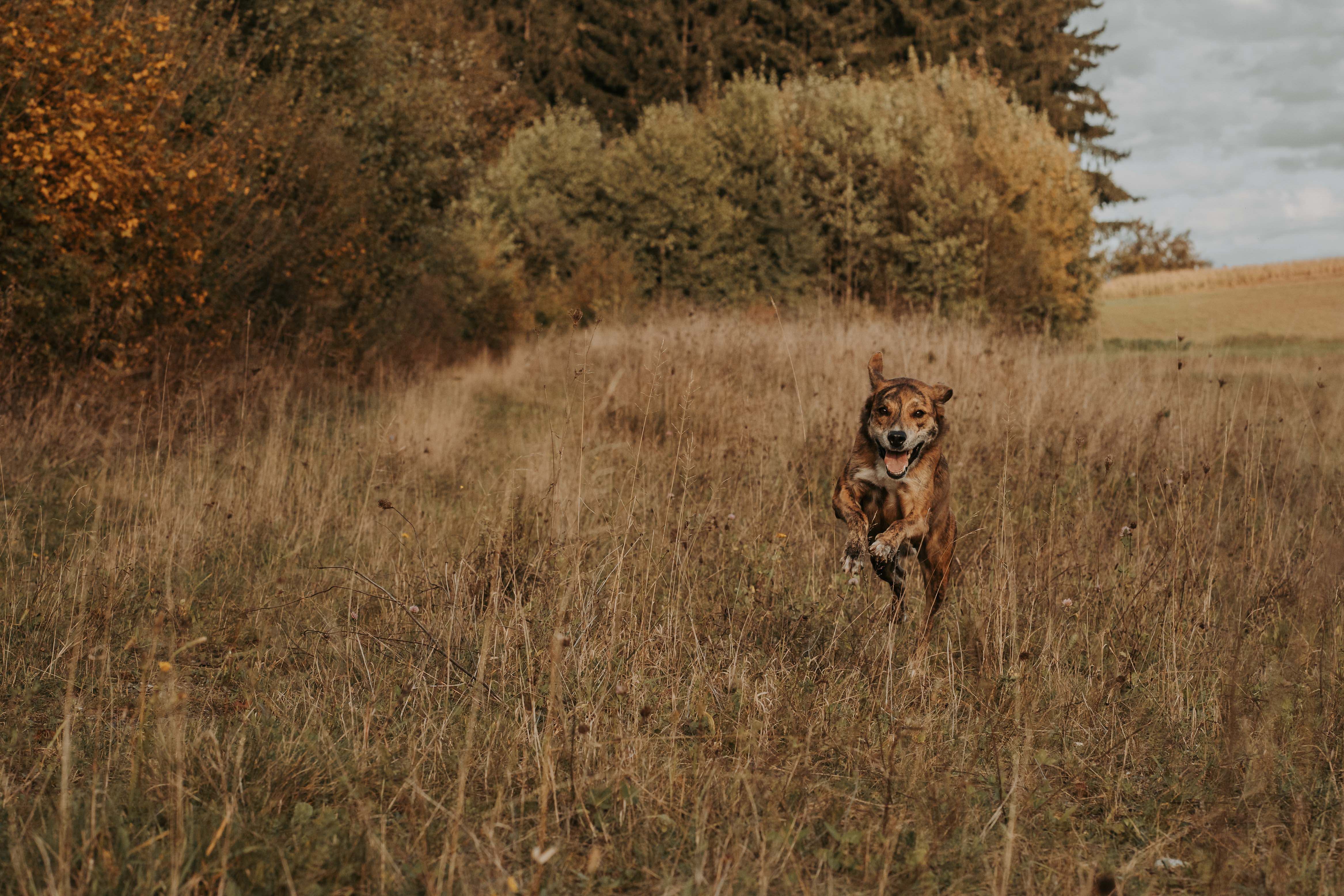 fotografie-lisa-marie-kurth-fotografin-schweiz-attiswil-blende-iso-belichtungszeit-blog-attiswil-1 Springender Hund läuft durch herbstliche Wiese mit buntem Laub im Hintergrund – Momentaufnahme mit perfekter Belichtung.