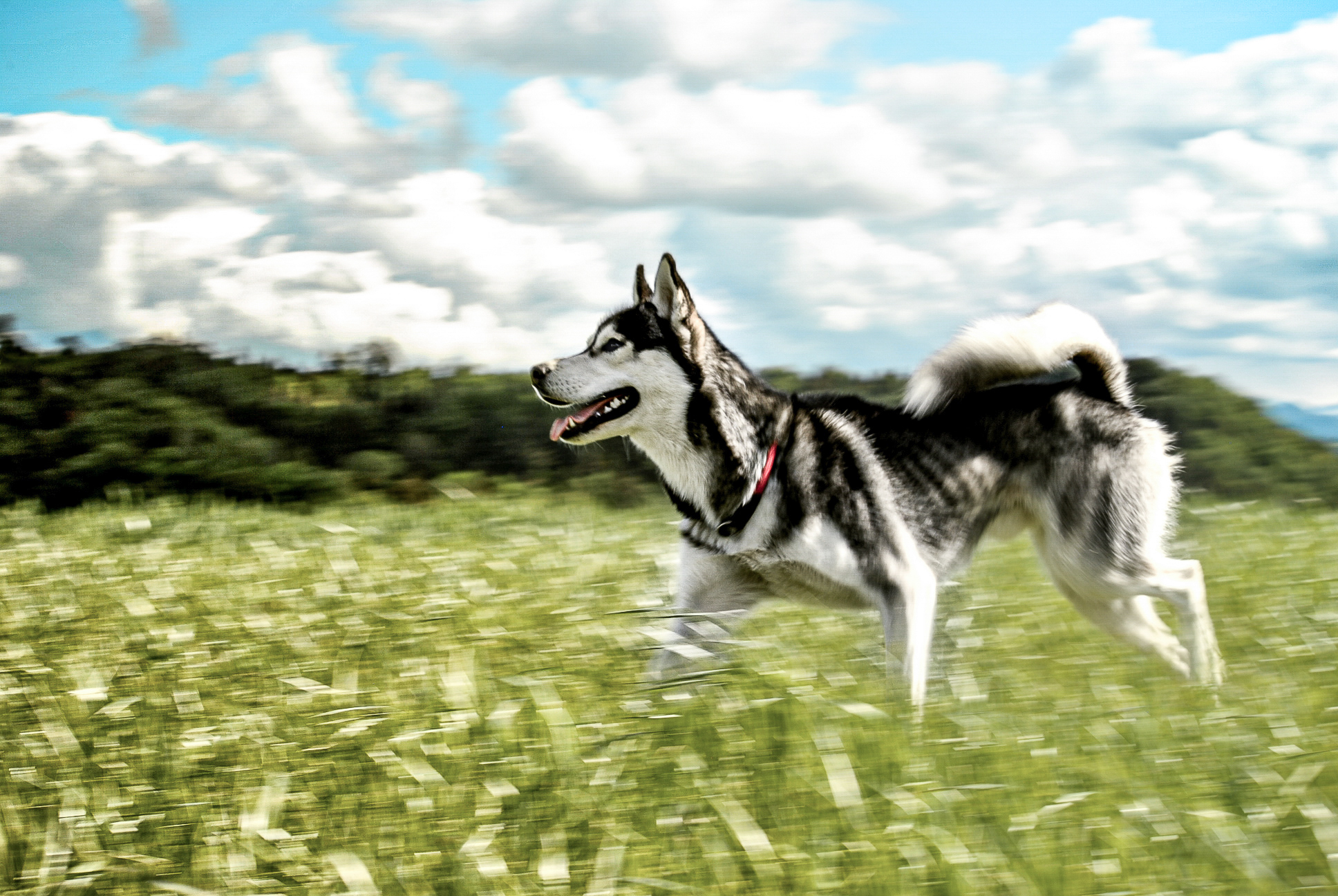 fotografie-lisa-marie-kurth-fotografin-schweiz-attiswil-blende-iso-belichtungszeit-blog-husky-2 Husky läuft durch ein Feld mit unscharfem Hintergrund, der die Bewegung betont – Beispiel für den Einsatz langer Belichtungszeit in der Tierfotografie