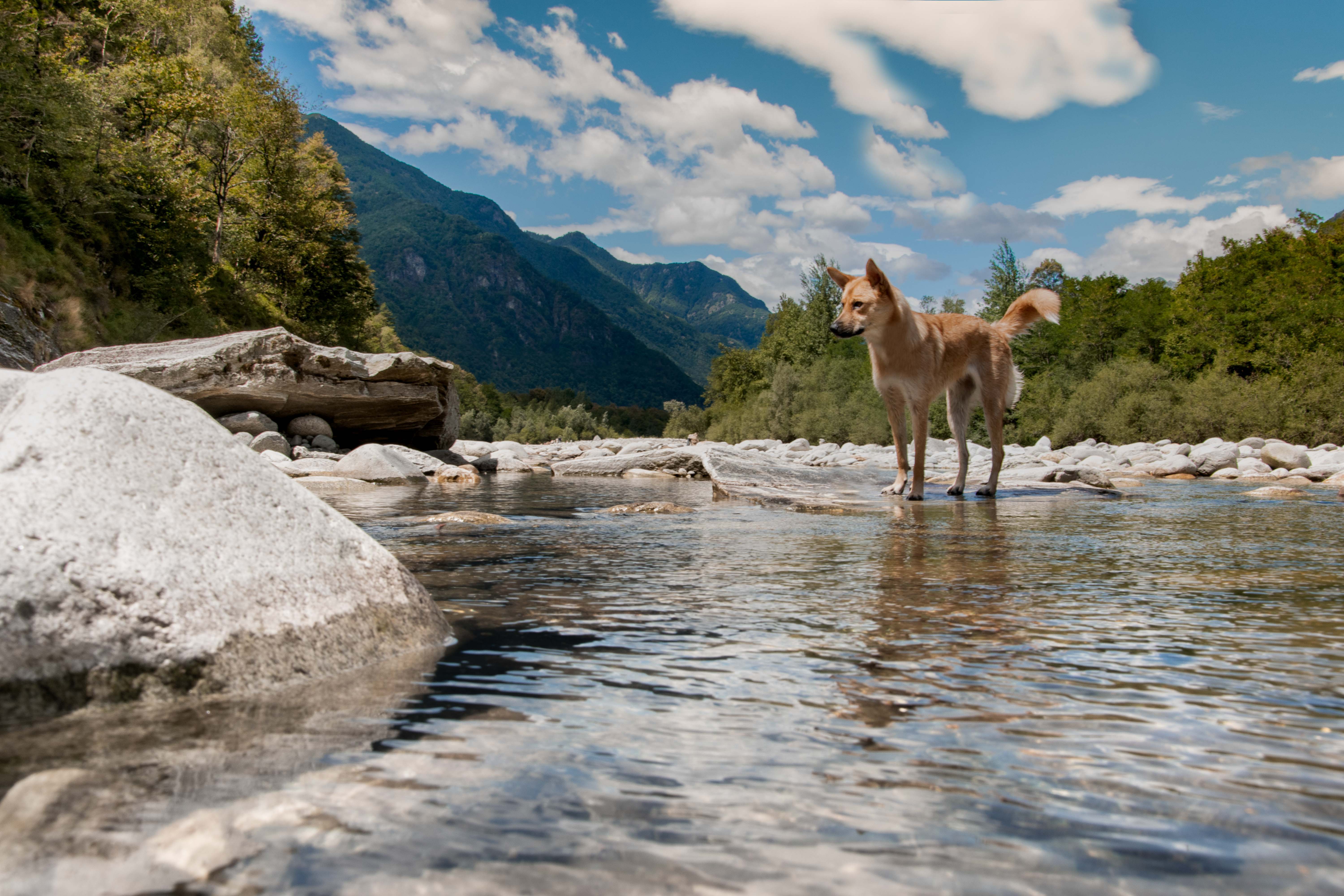 Fotografin Lisa-Marie Kurth Ein Hund im Tessin – Outdoor-Fotografie mit natürlichem Licht Hund steht im klaren Flussbett vor alpiner Bergkulisse im Tessin – Beispiel für stimmungsvolle Outdoor-Fotografie mit natürlicher Belichtung