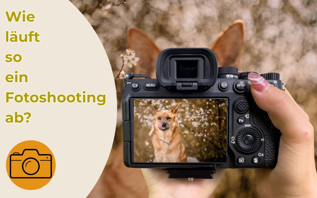 Die 7 wichtigsten Punkte die du vor deinem Outdoor Hundefotoshooting wissen solltest