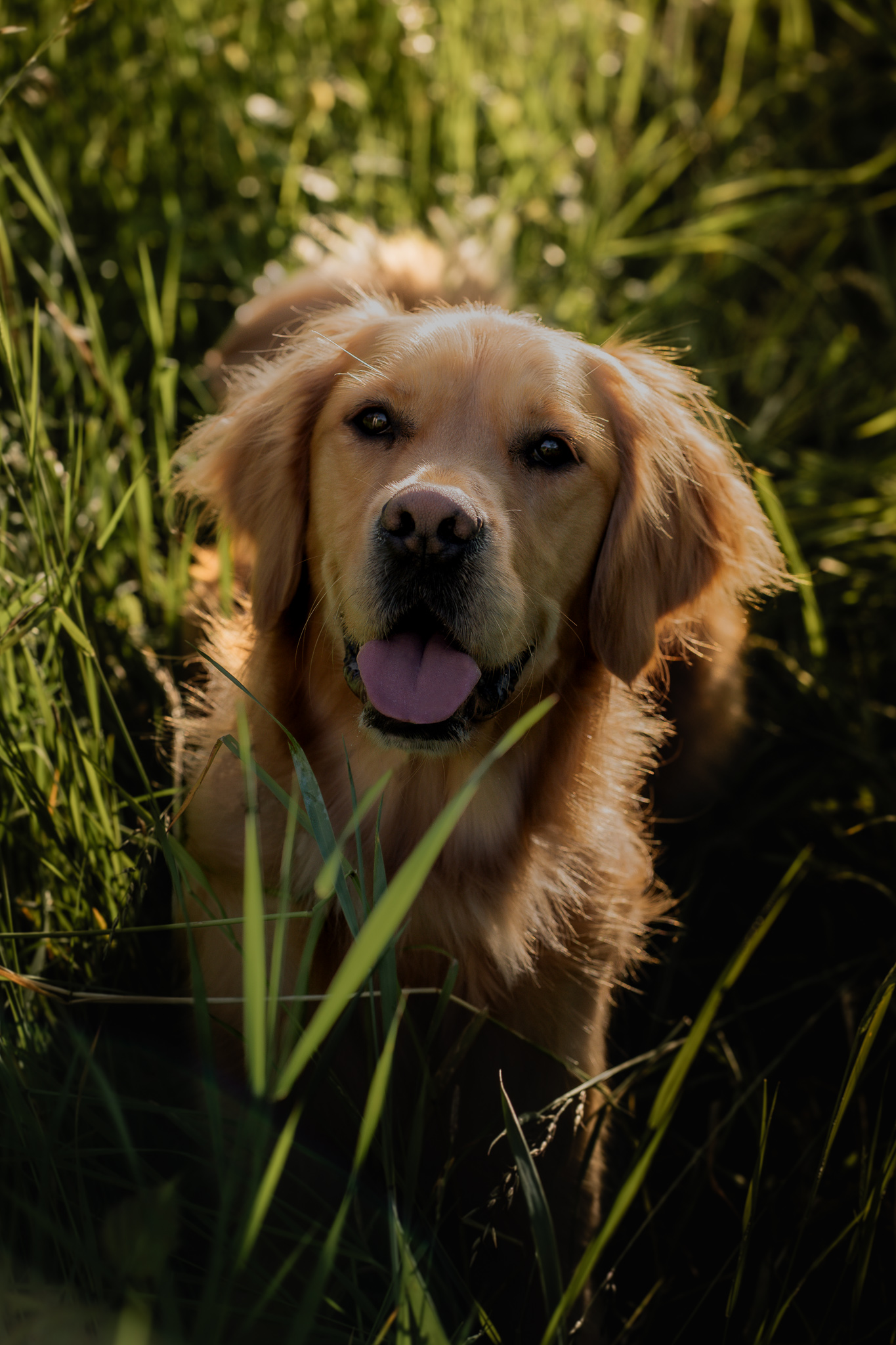 Golden Retriever schaut freundlich aus dem hohen Gras in die Kamera bei Sonnenlicht.