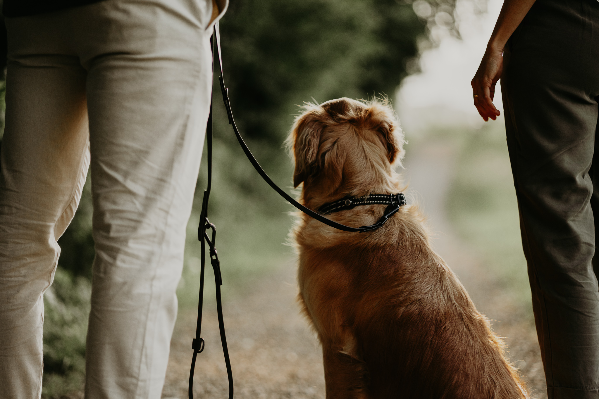 Golden Retriever sitzt aufmerksam an der Leine zwischen zwei Personen auf einem Naturweg beim Spaziergang.