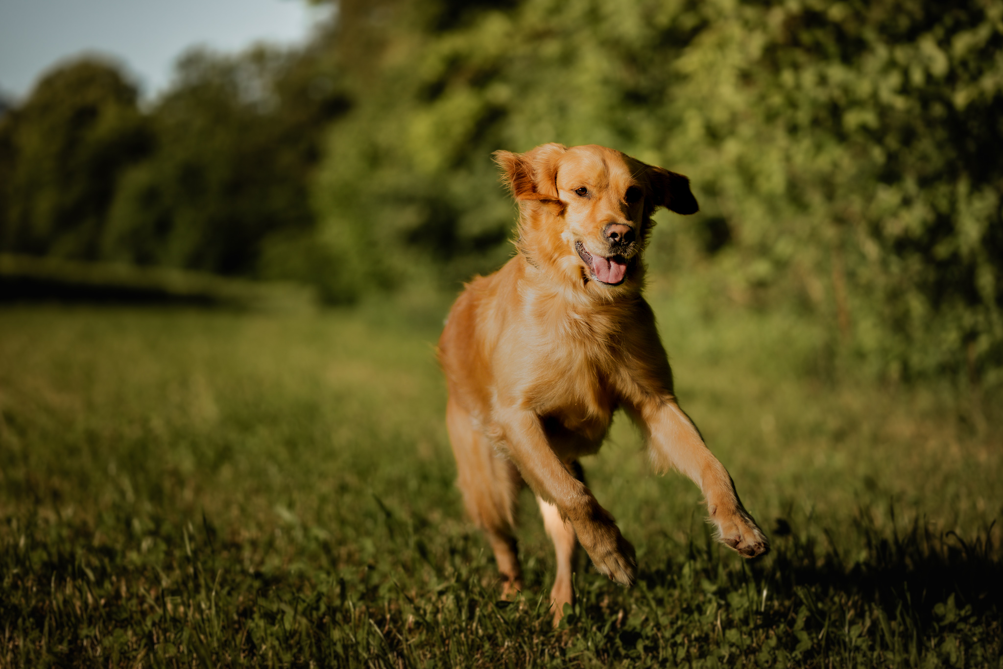 Golden Retriever rennt voller Freude über eine grüne Wiese im Sonnenlicht.