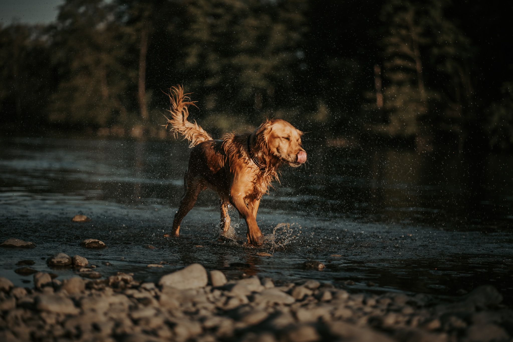 Nasser Golden Retriever läuft durch flaches Wasser und schüttelt sich im Gegenlicht.