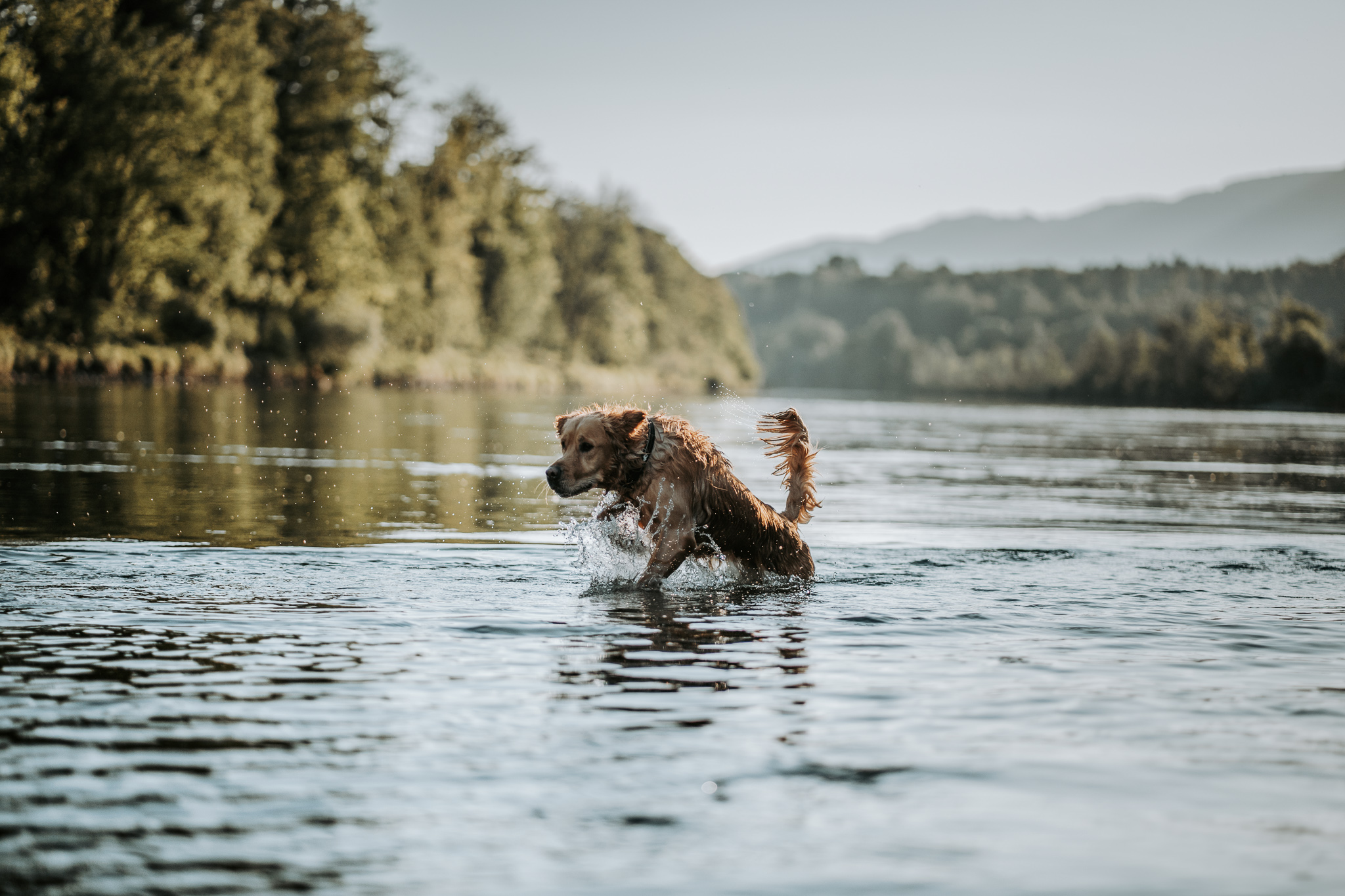 Golden Retriever spielt dynamisch im Wasser eines Flusses, umgeben von Natur und Hügeln im Hintergrund.