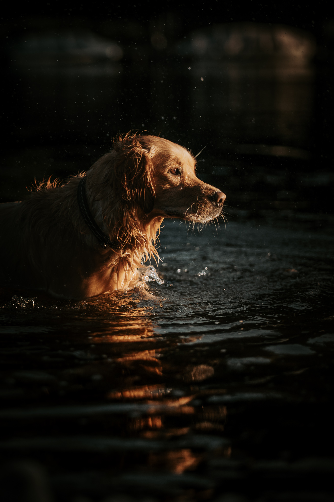 Nasser Golden Retriever steht im Wasser, angeleuchtet vom warmen Abendlicht.