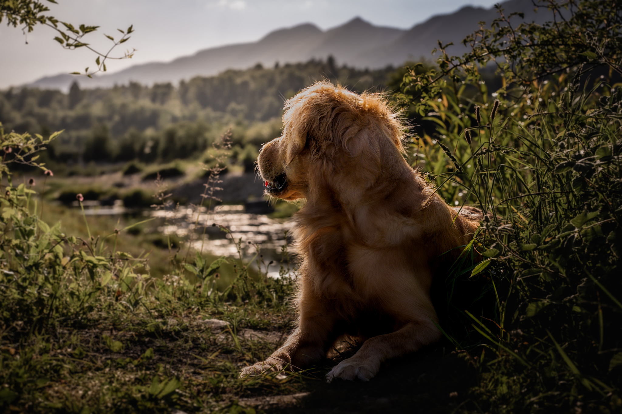 Golden Retriever liegt im Gras und blickt in Richtung Berge und Fluss bei Abendlicht.