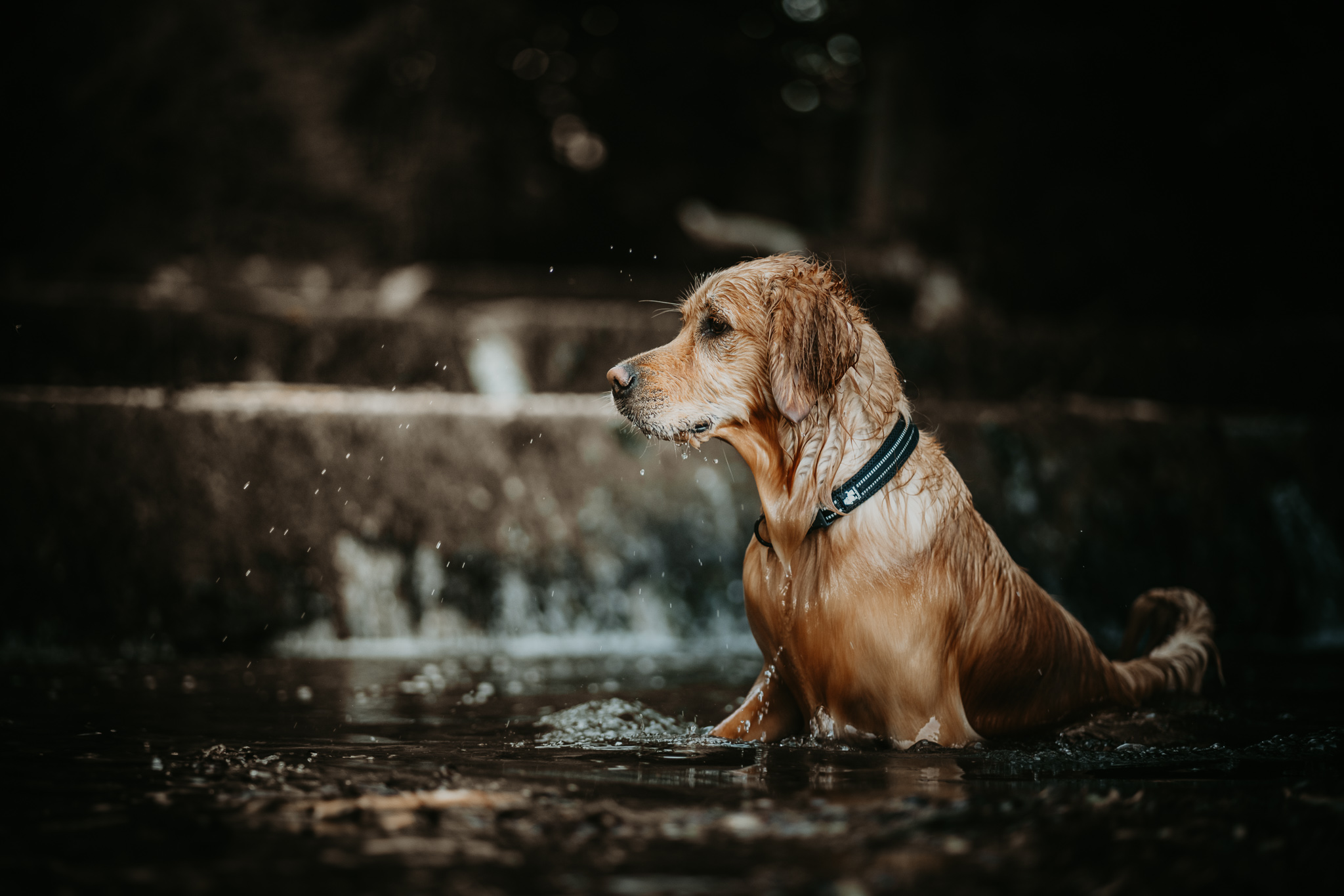 Nasser Golden Retriever sitzt aufmerksam im Wasser eines Flusses oder Bachs mit dunklem Hintergrund.