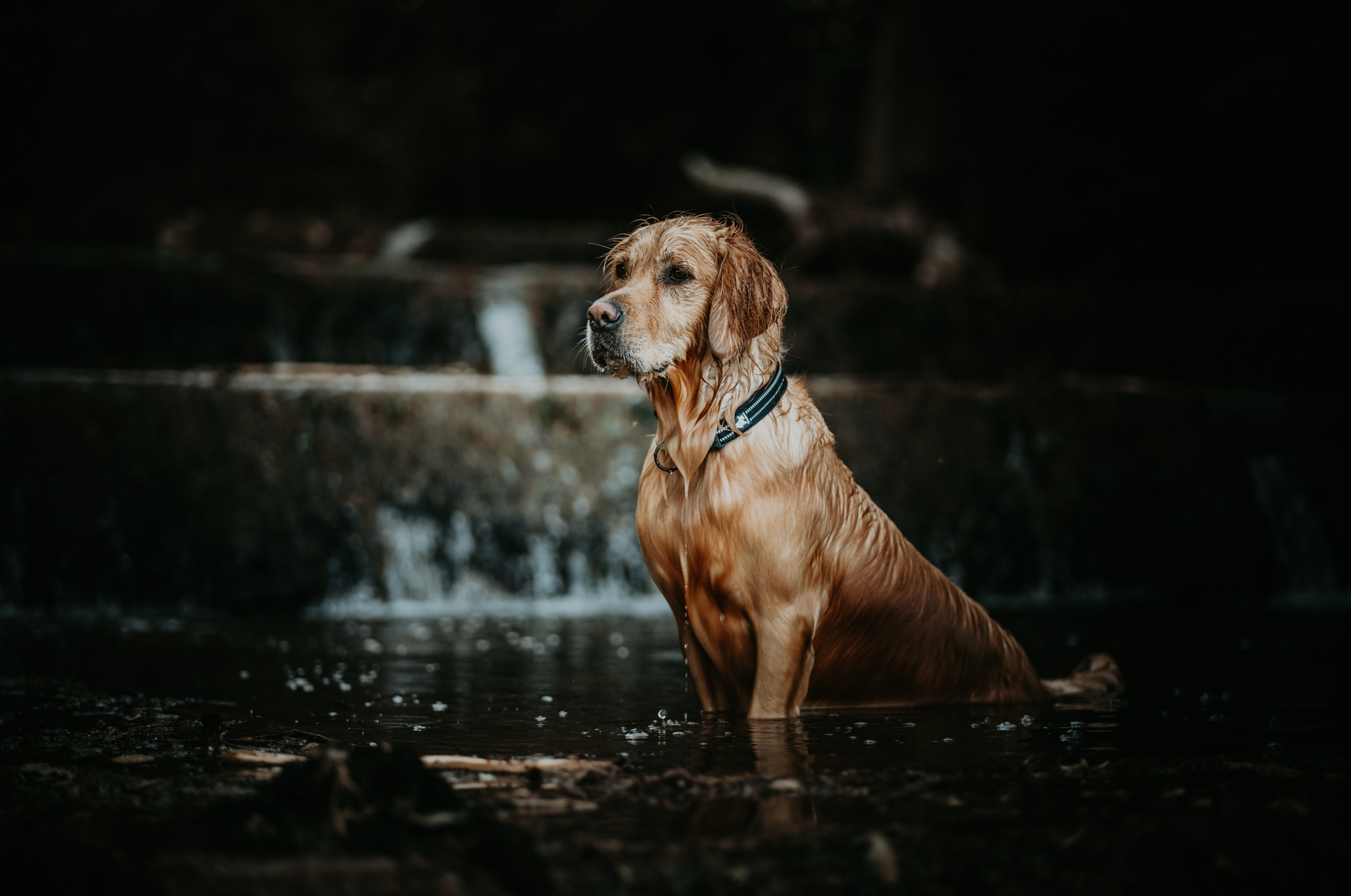 Nasser Golden Retriever sitzt ruhig in dunklem Wasser vor einem kleinen Wasserfall.