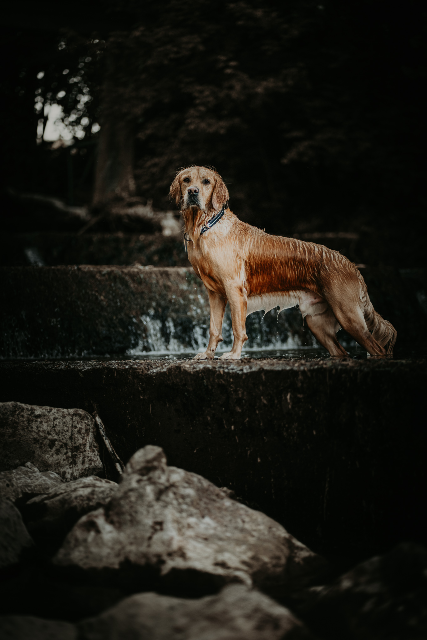 Nasser Golden Retriever steht selbstbewusst auf einem Betonsims vor Wasserfall.
