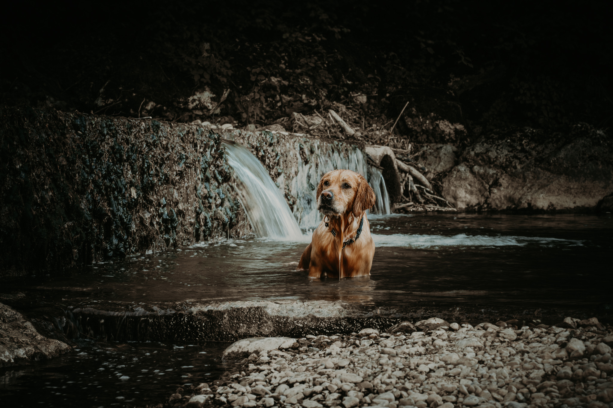 Nasser Golden Retriever sitzt im Wasser vor einem kleinen Wasserfall in natürlicher Umgebung.