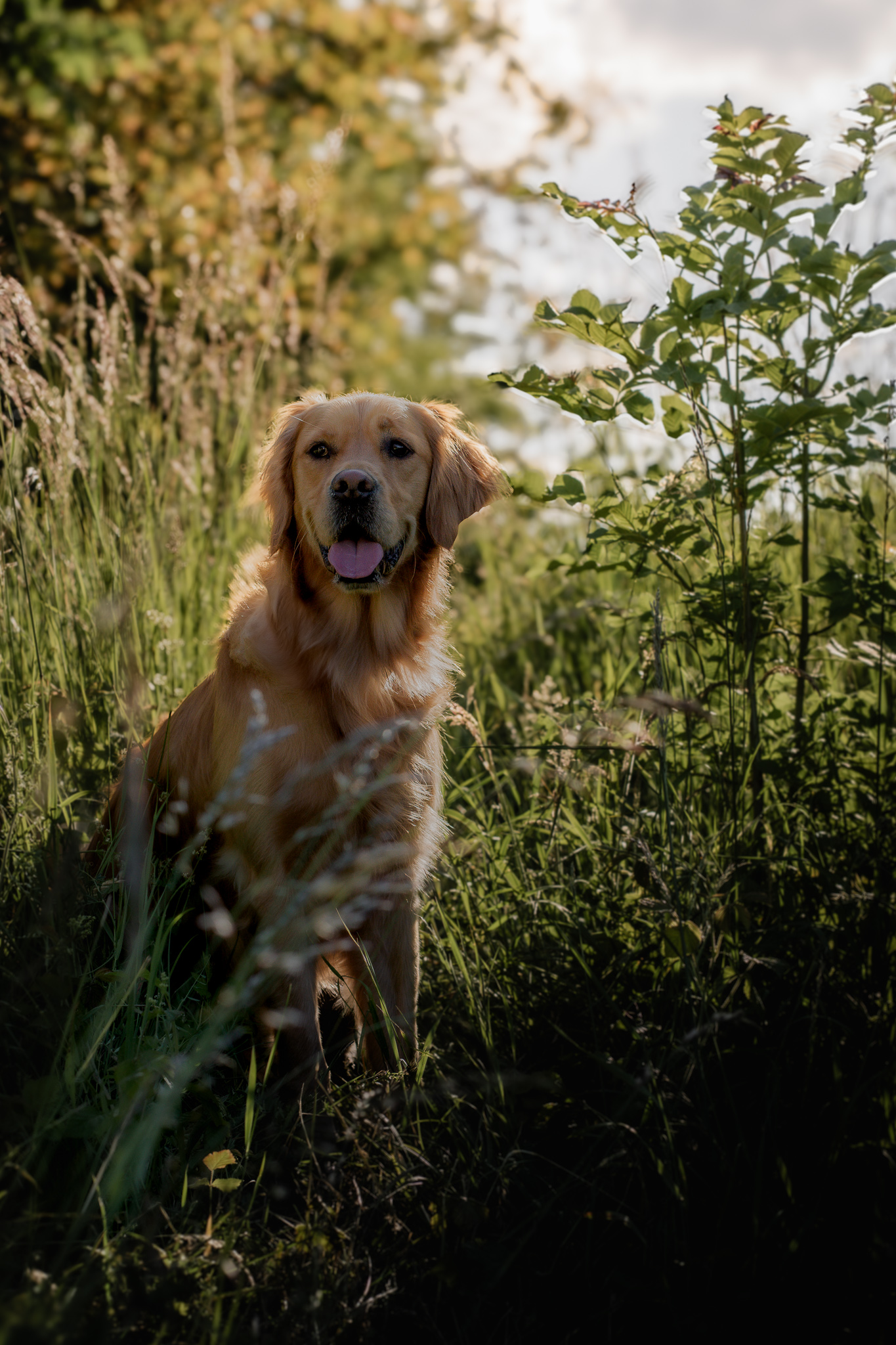 Golden Retriever sitzt im hohen Gras und blickt freundlich in die Kamera bei weichem Licht.