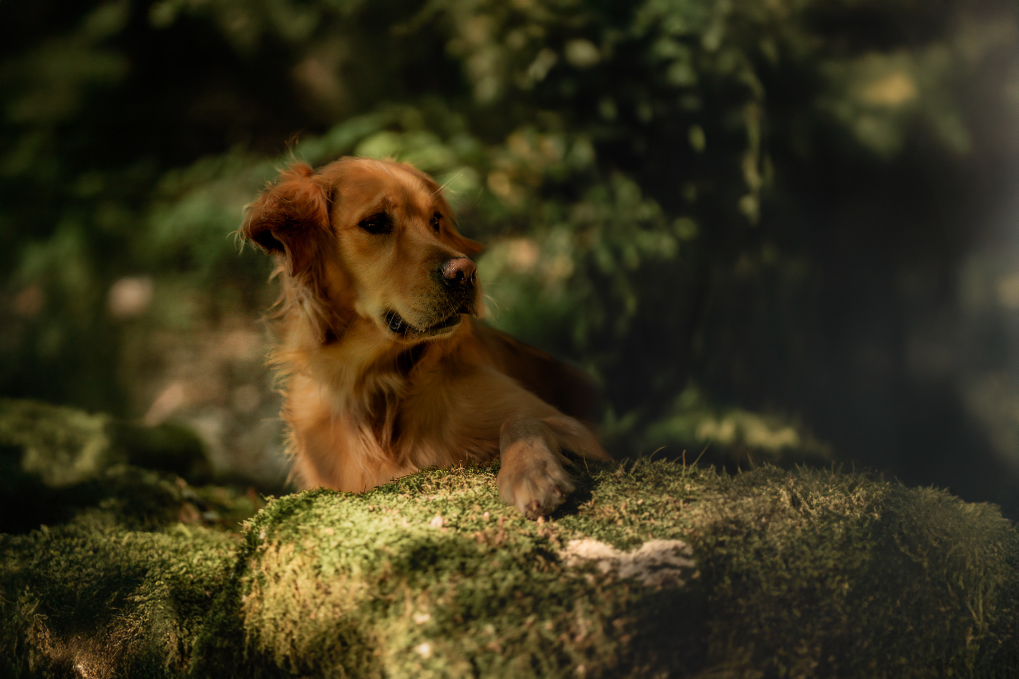 Golden Retriever liegt entspannt auf einem moosbewachsenen Baumstamm im schattigen Wald.