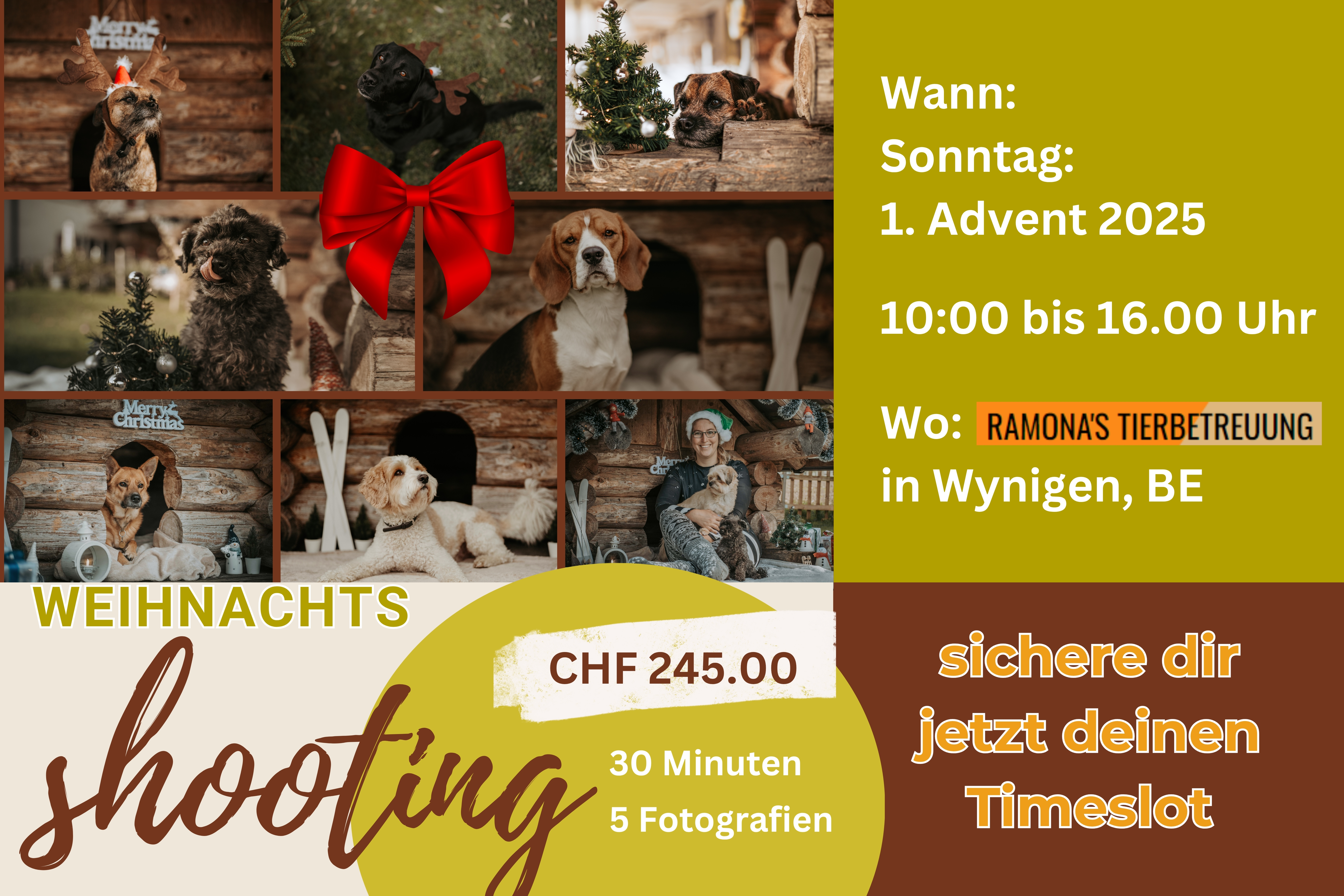 Hunde sitzen in einer weihnachtlich geschmückten Holzhütte während eines Weihnachts-Fotoshootings mit Lisa-Marie Kurth in Wynigen (BE).