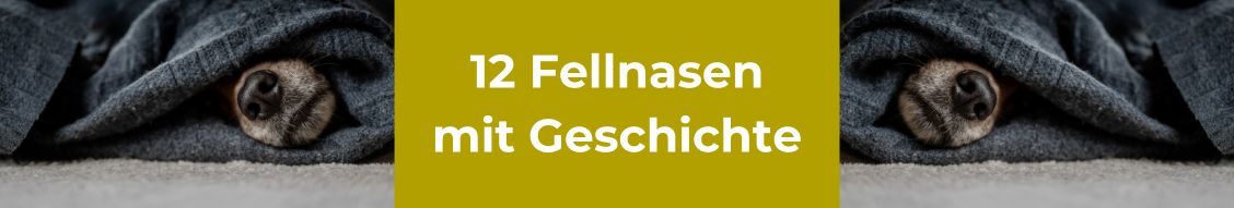 Grafik zum Projekt „12 Hunde 12 Geschichten“ mit Hundepfote und Mensch, Aufruf zur Teilnahme an einem Hundefotografie-Projekt von Lisa-Marie Kurth.