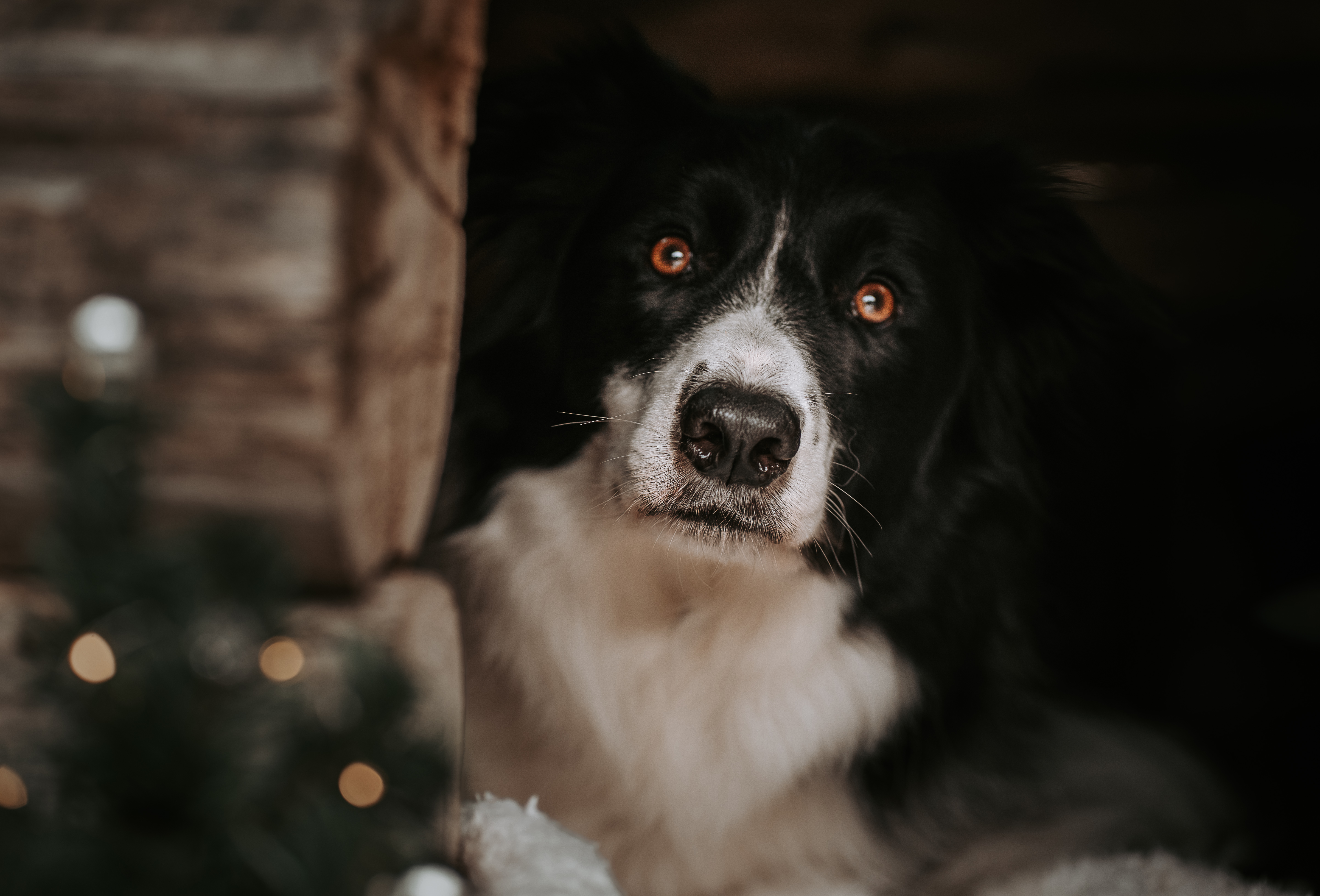 Nahaufnahme eines schwarz-weissen Border Collies mit ausdrucksstarken Augen, sanftem Licht und Holzstruktur im Hintergrund – emotionale Tierfotografie.
