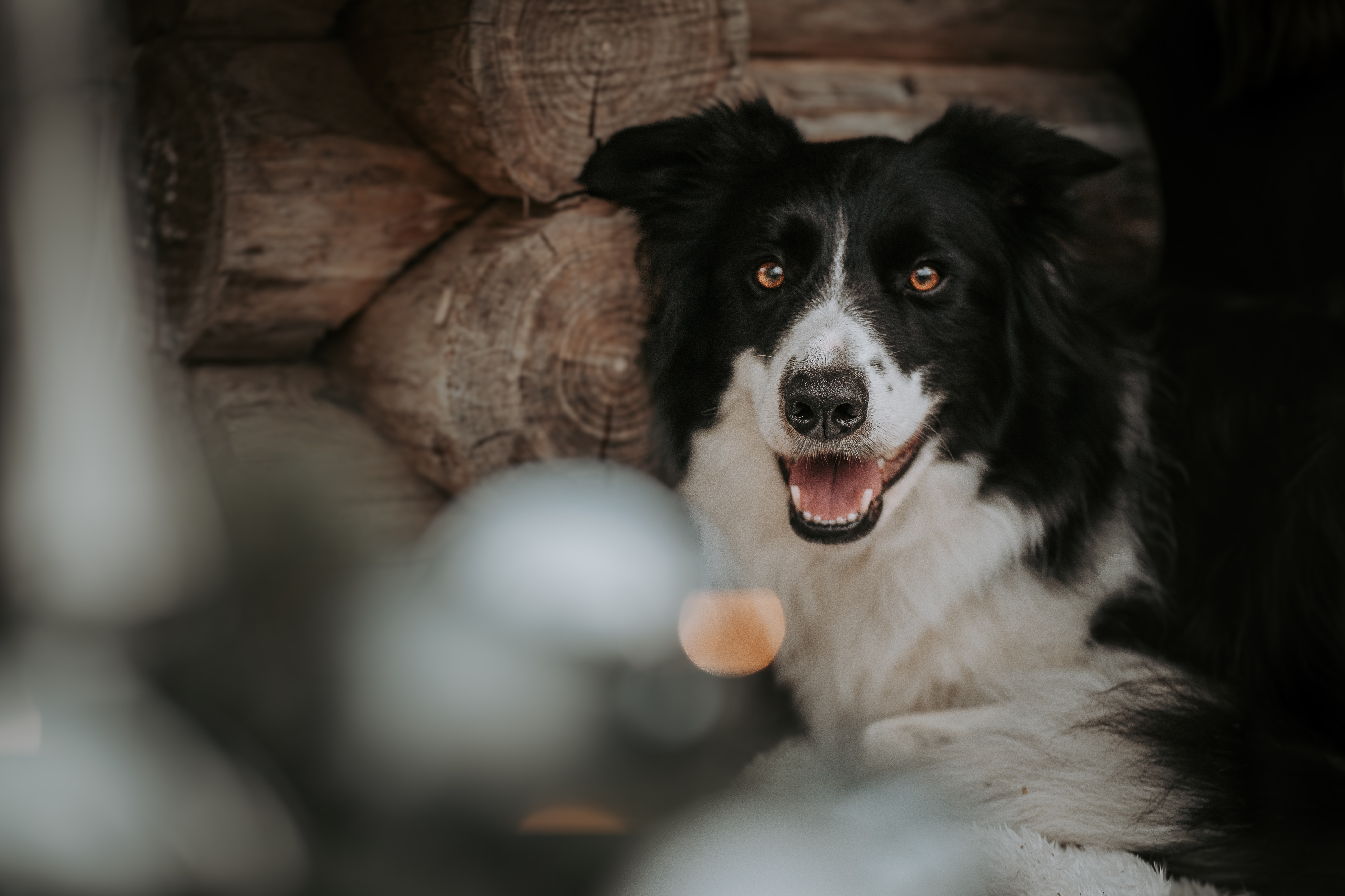 Schwarz-weisser Border Collie liegt entspannt vor einer rustikalen Holzhütte mit warmem Licht und weihnachtlicher Dekoration – natürliche Hundefotografie im Winter.