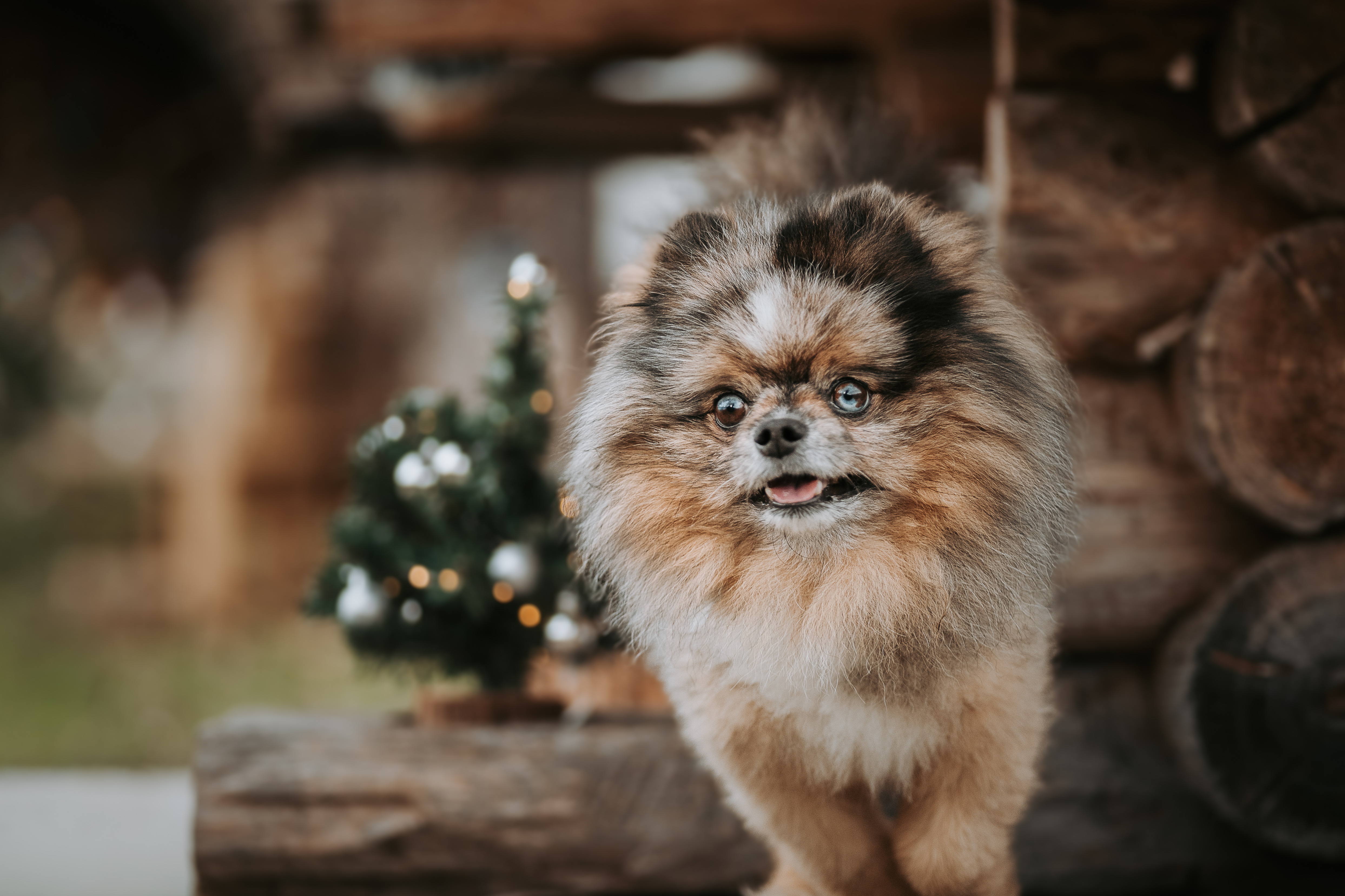 Nahaufnahme eines kleinen Hundes mit flauschigem Fell, leicht geöffnetem Maul, Mini-Weihnachtsbaum im Hintergrund – natürliche und emotionale Hundefotografie.