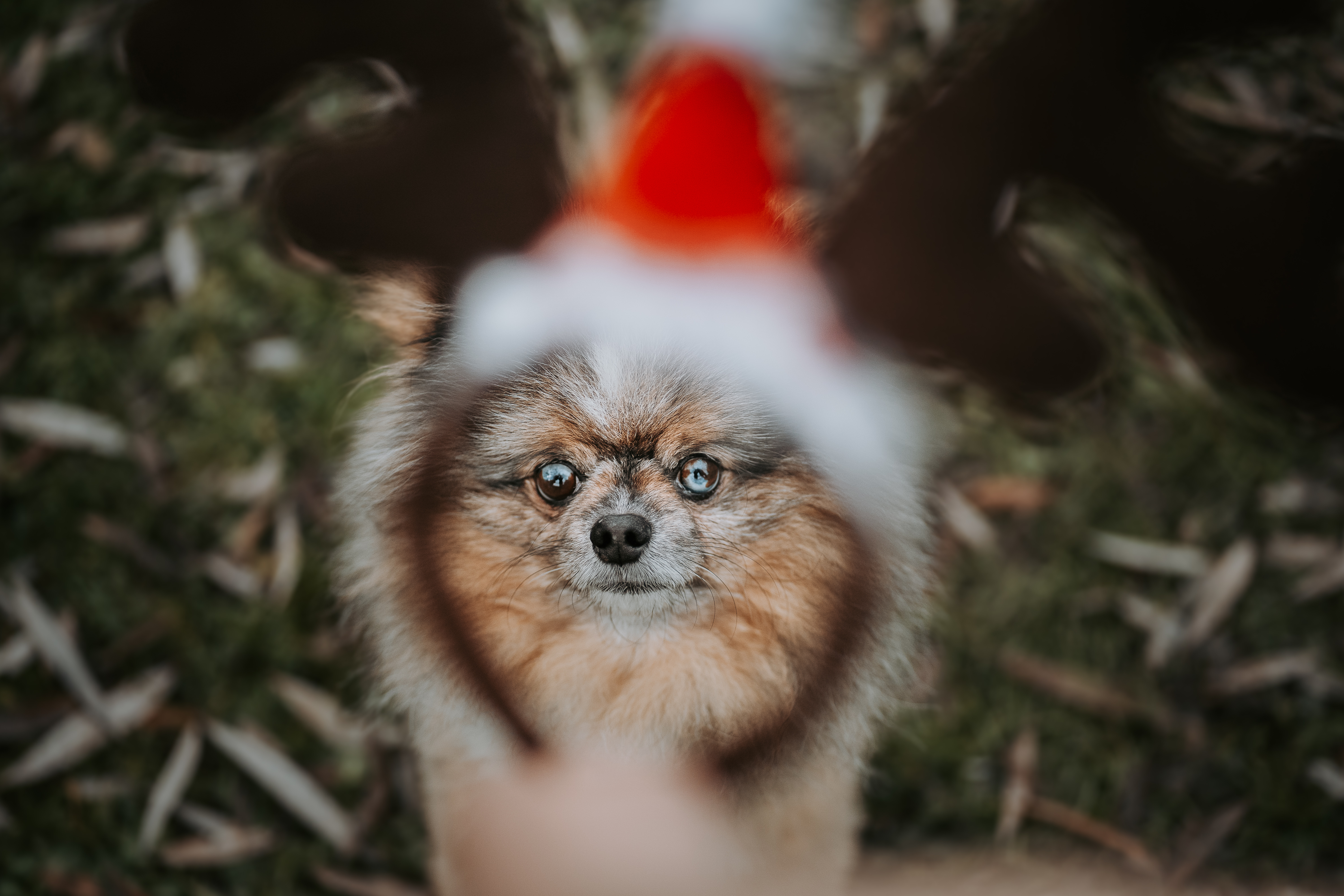 Kleiner Hund trägt eine rote Weihnachtsmütze und blickt ruhig in die Kamera, aufgenommen draussen in natürlicher Umgebung – weihnachtliche Hundefotografie von Lisa-Marie Kurth.